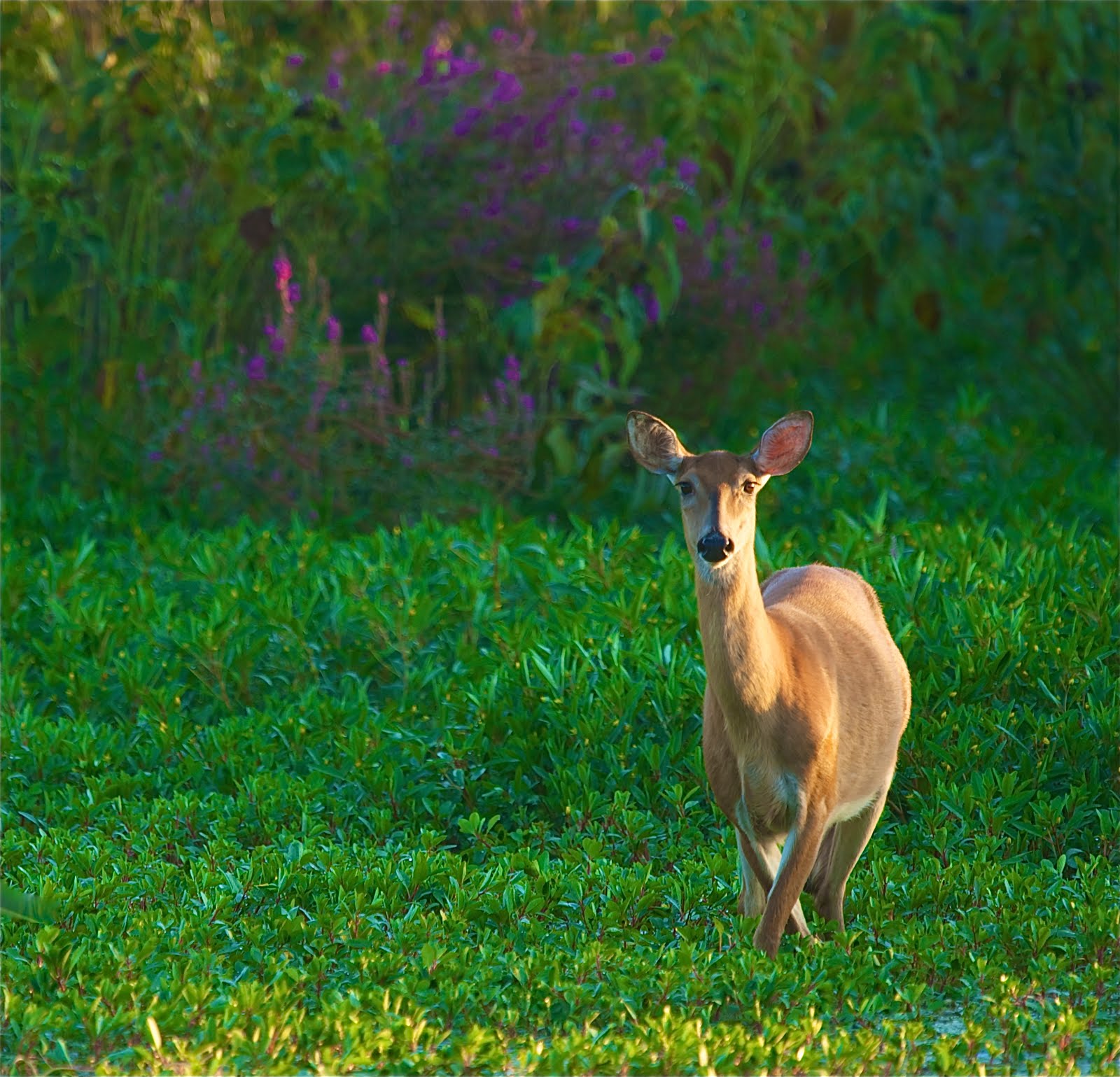 Deer and Wildflowers at John Heinz