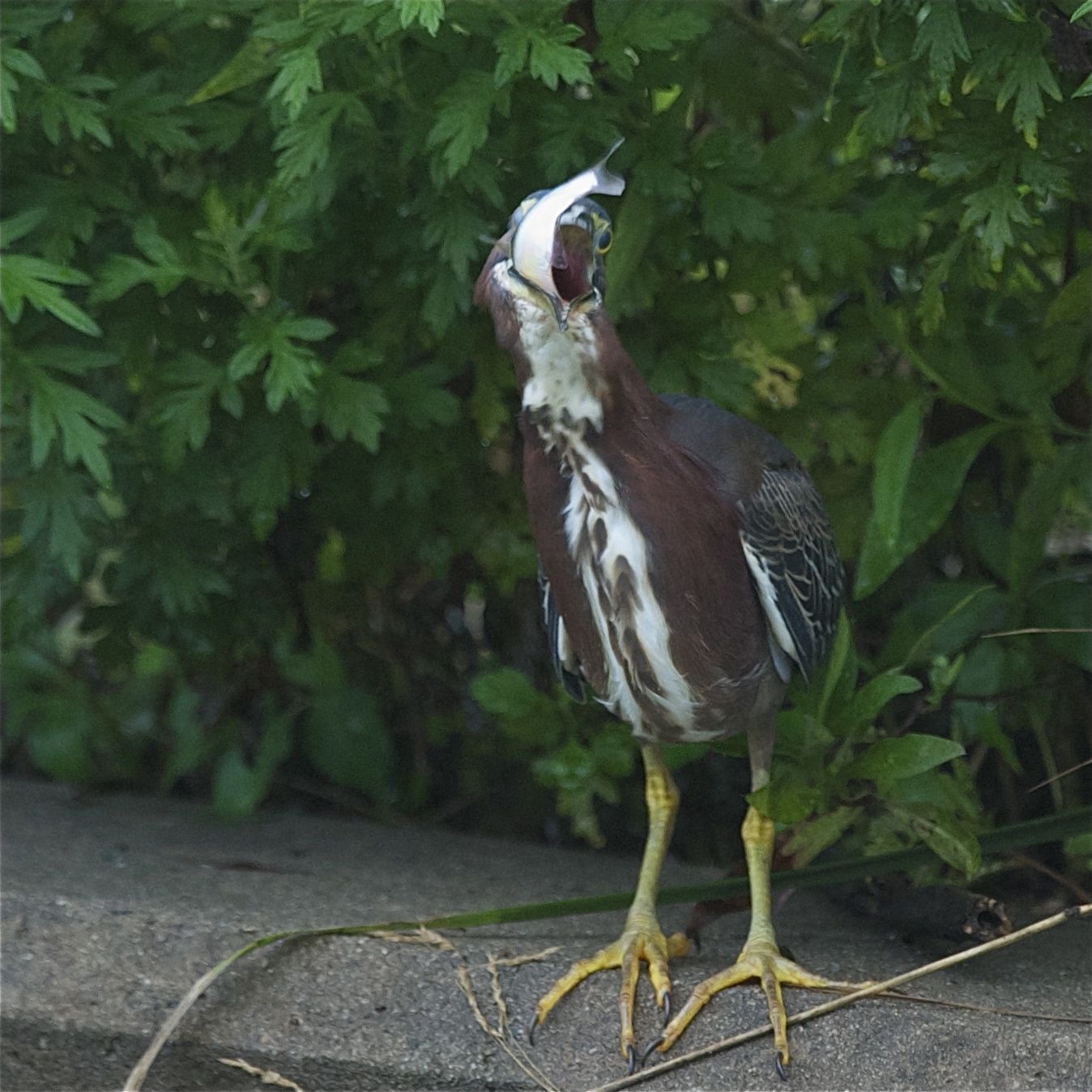 Check Out This Green Heron After He Swallows the Fish