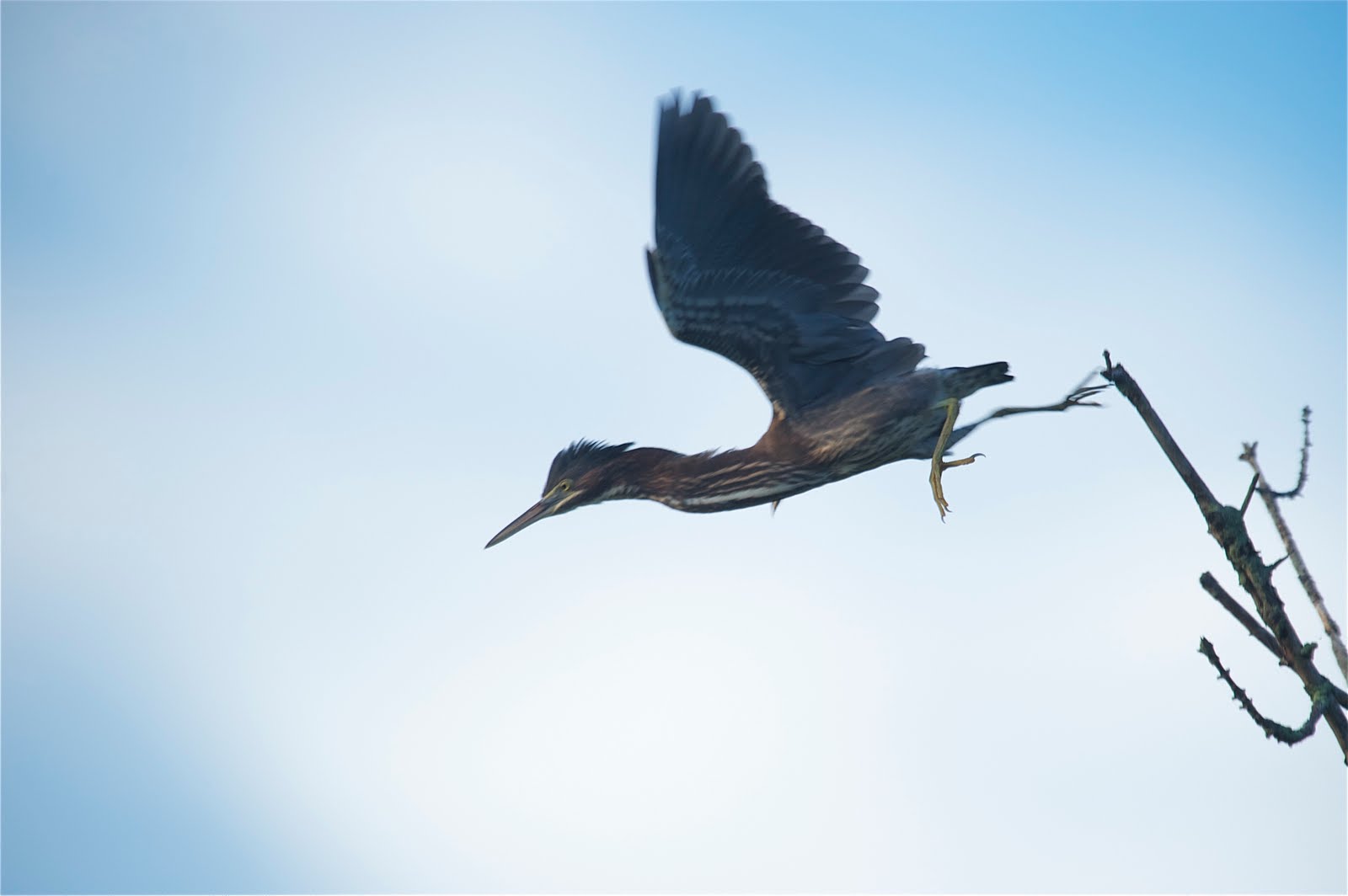 Green Heron Diving for Breakfast