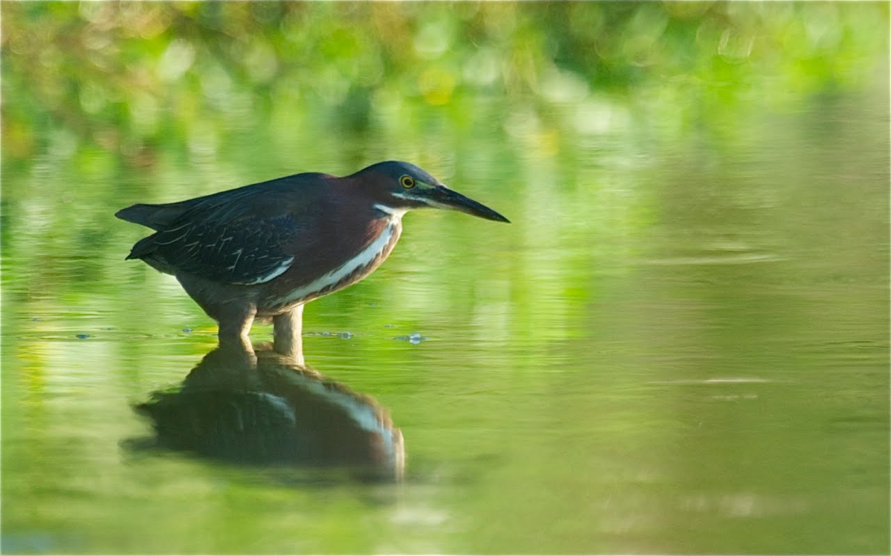 Green Heron with Big Thighs