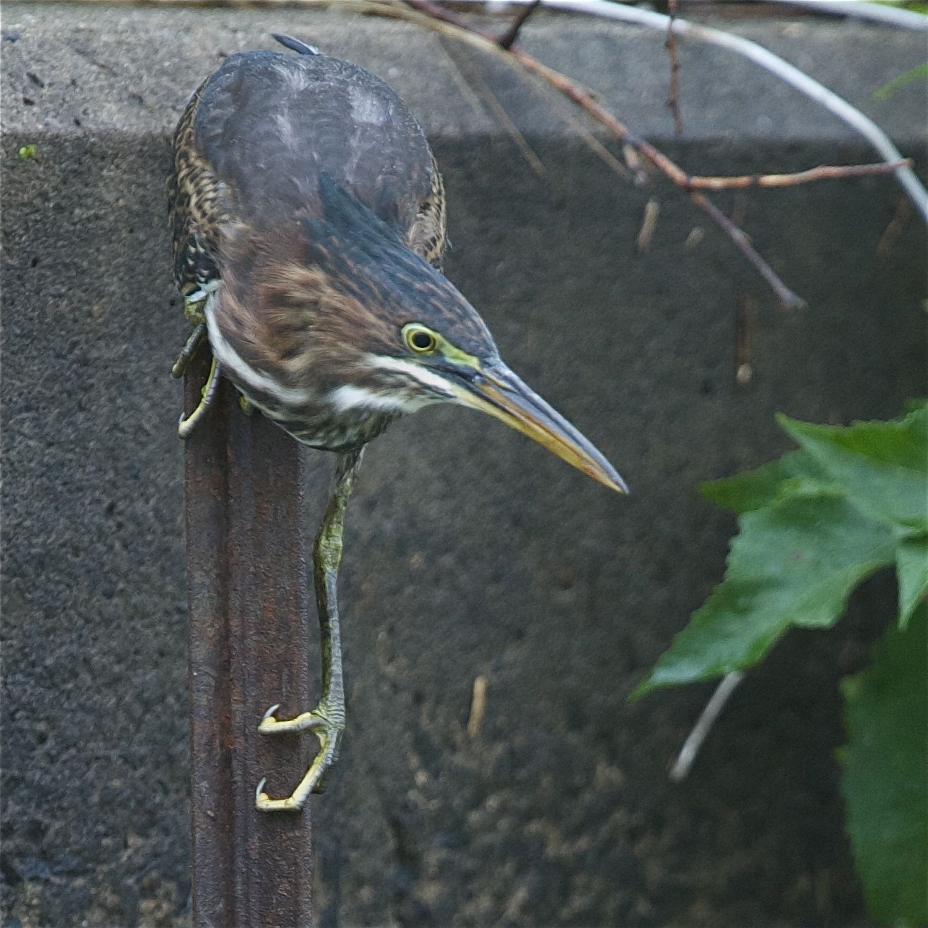 Long Leg and Strong Toes