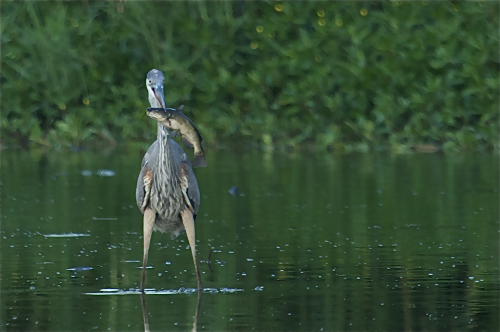 Click to See Just How Big the Blue Heron’s Fish Really Is