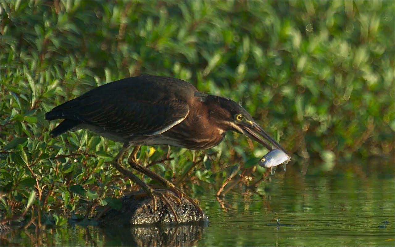 Click to See Two Eyes