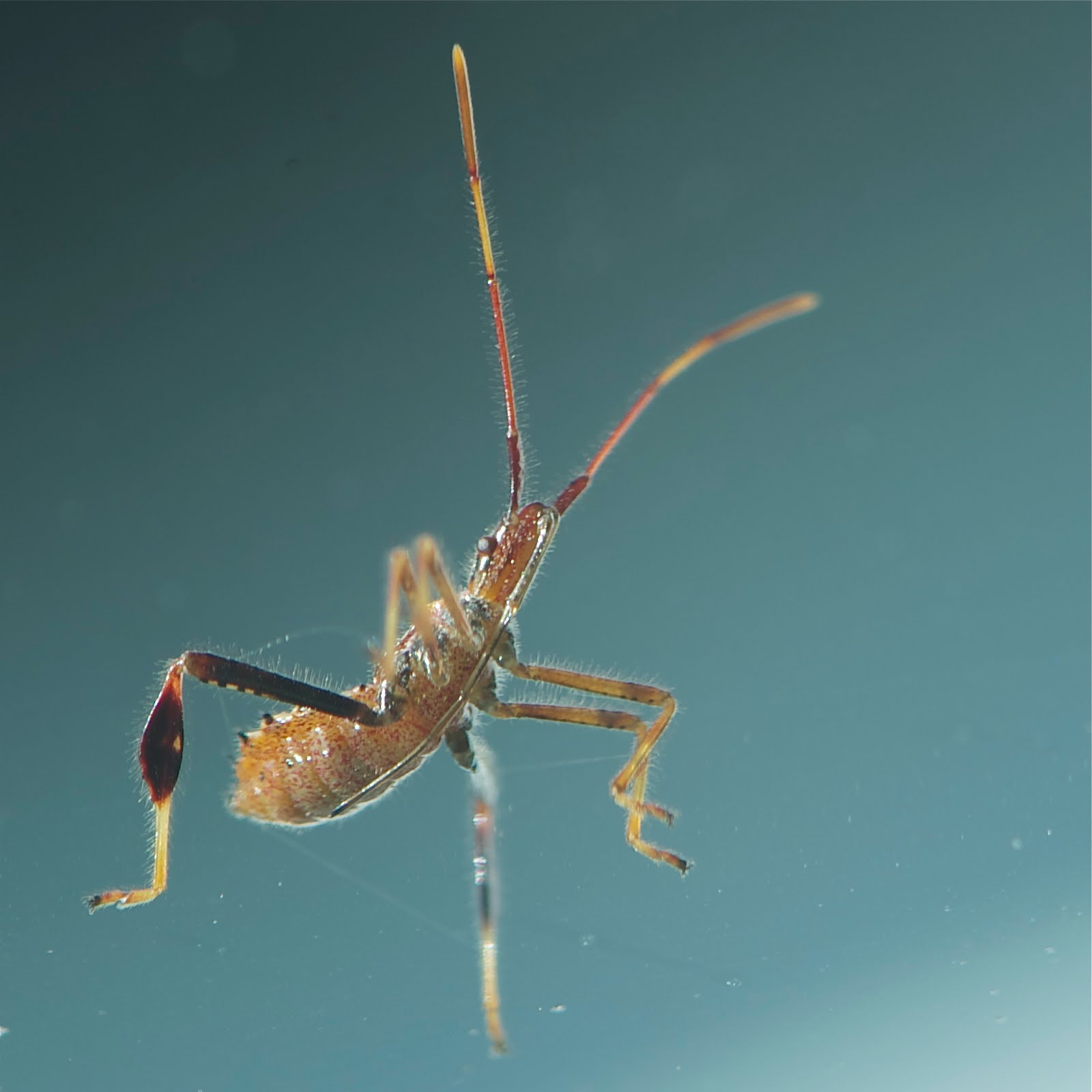 Assassin Bug on My Car Window