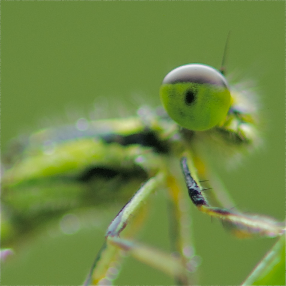 Eye of a Damselfy