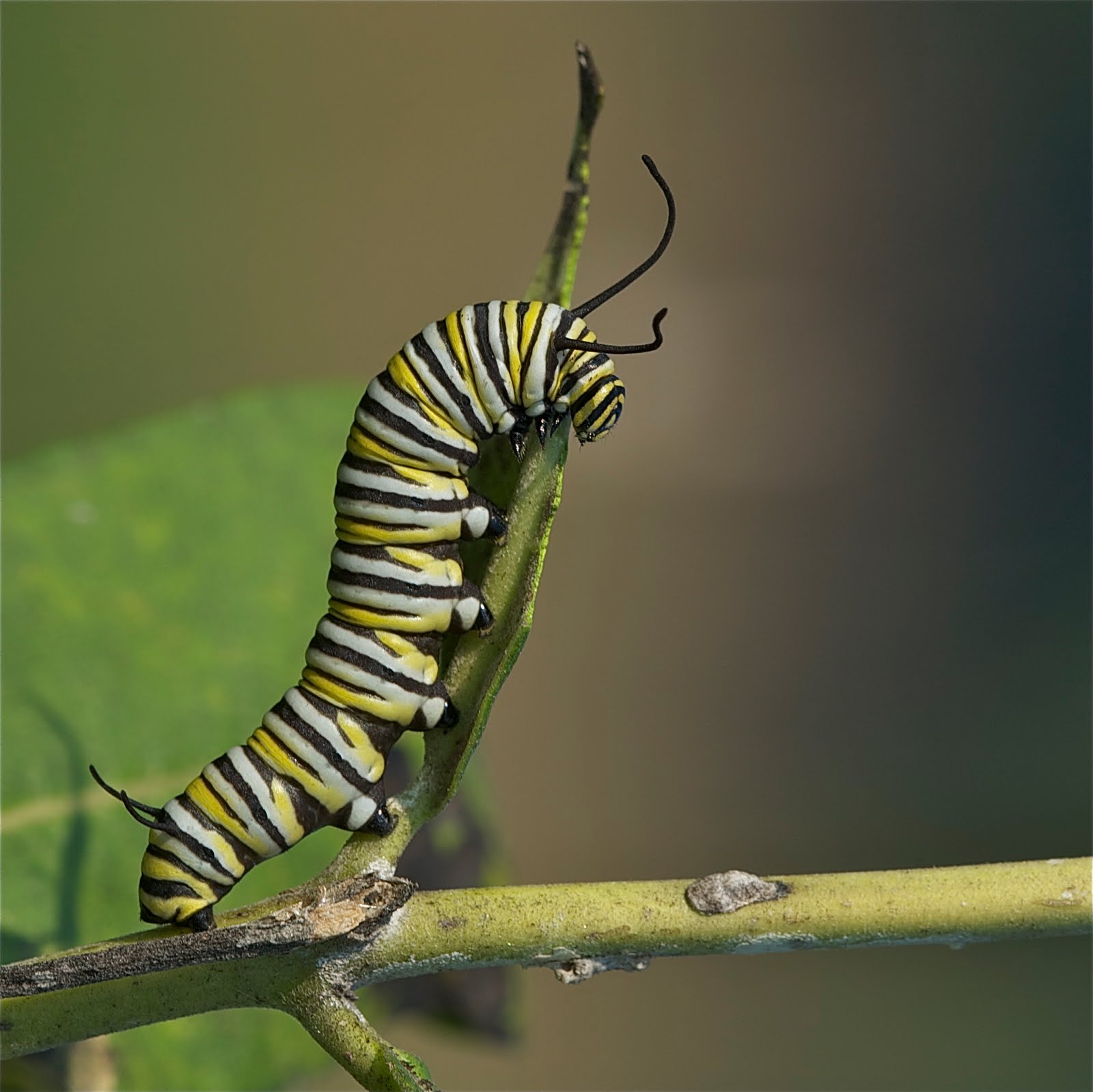 Monarch Butterfly Caterpillar