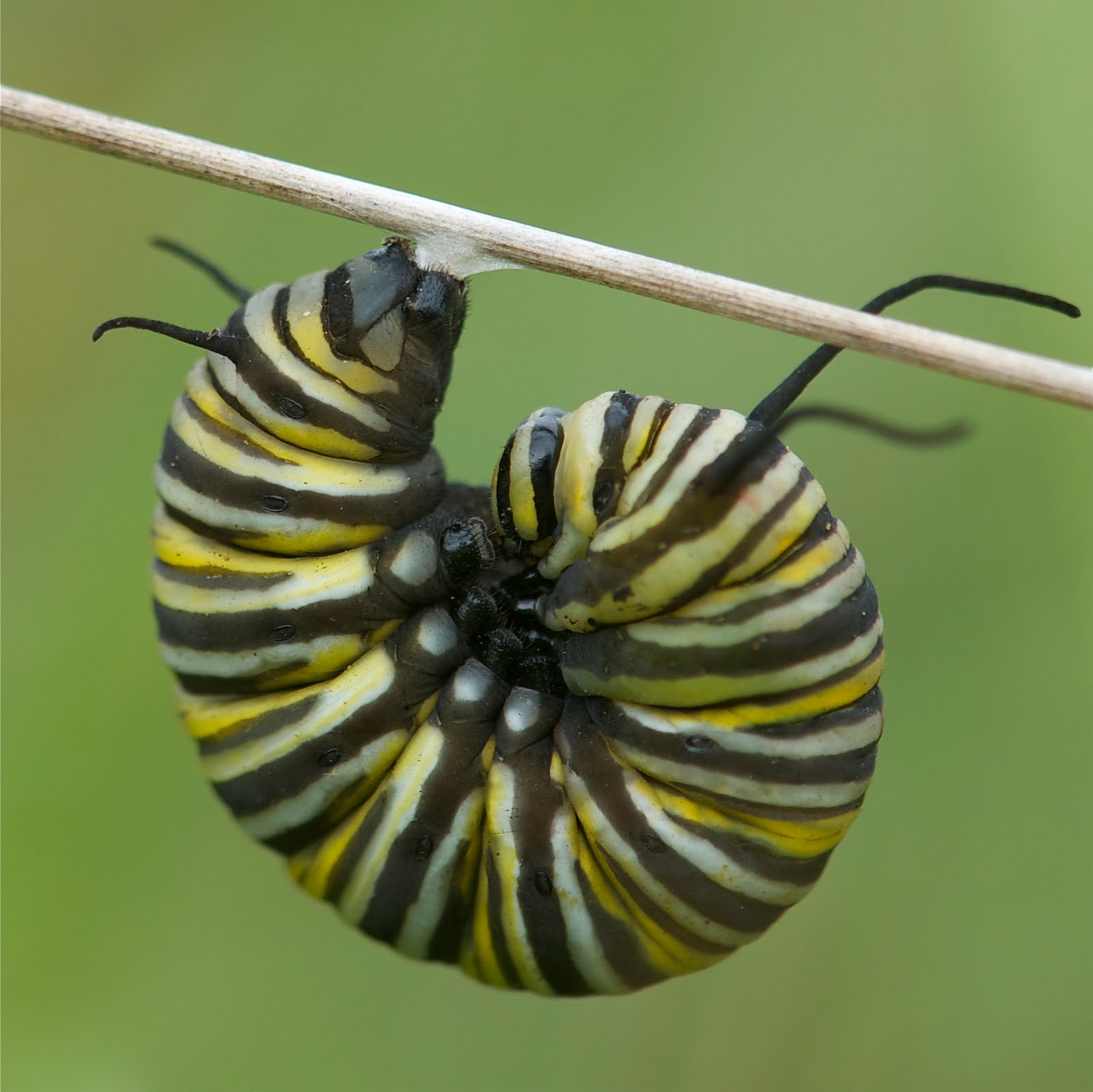Monarch Butterfly Going into Chrysalis Stage