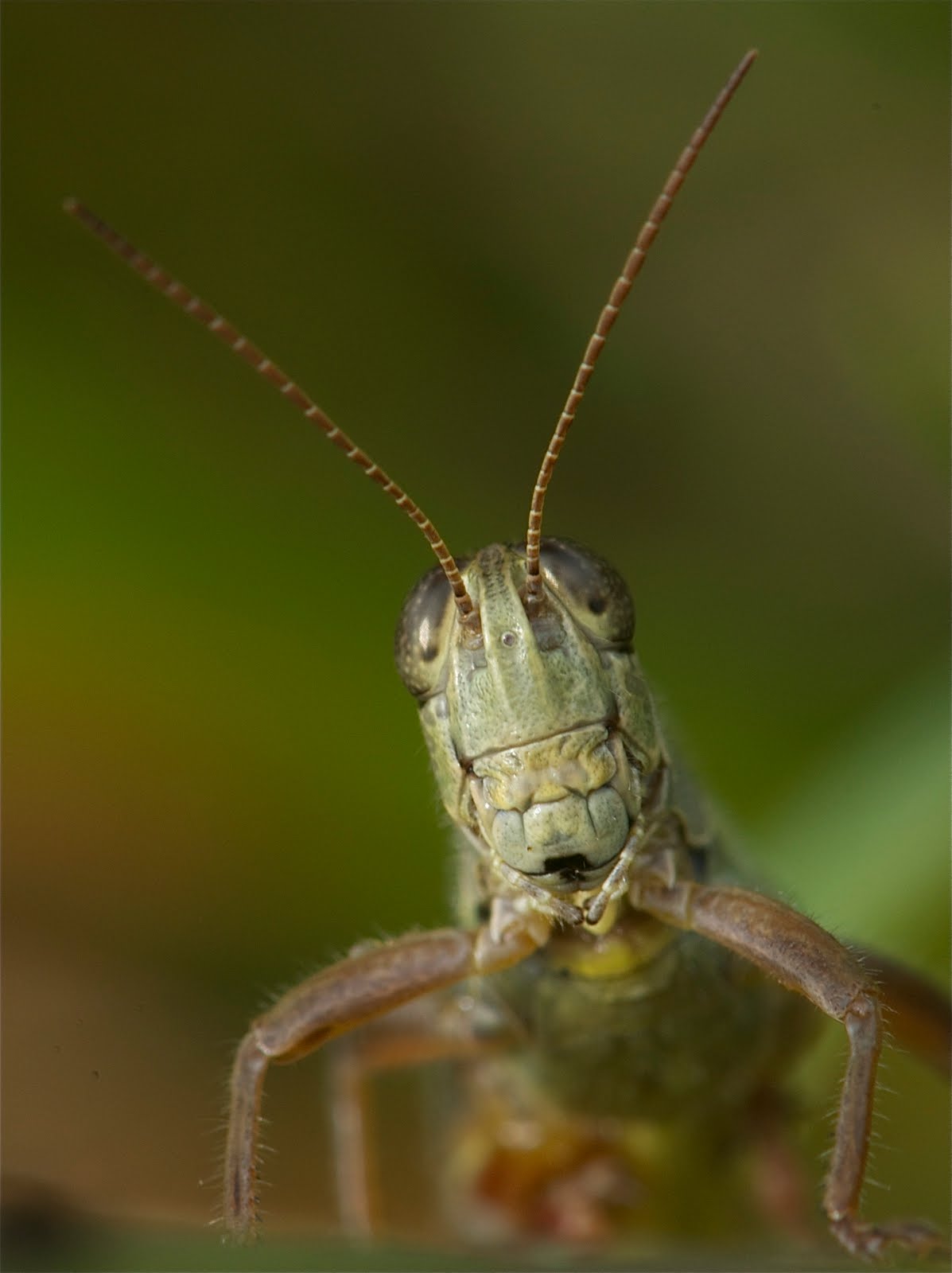 Portrait of a Very Wise Old Grasshopper (Click to really see her expression)