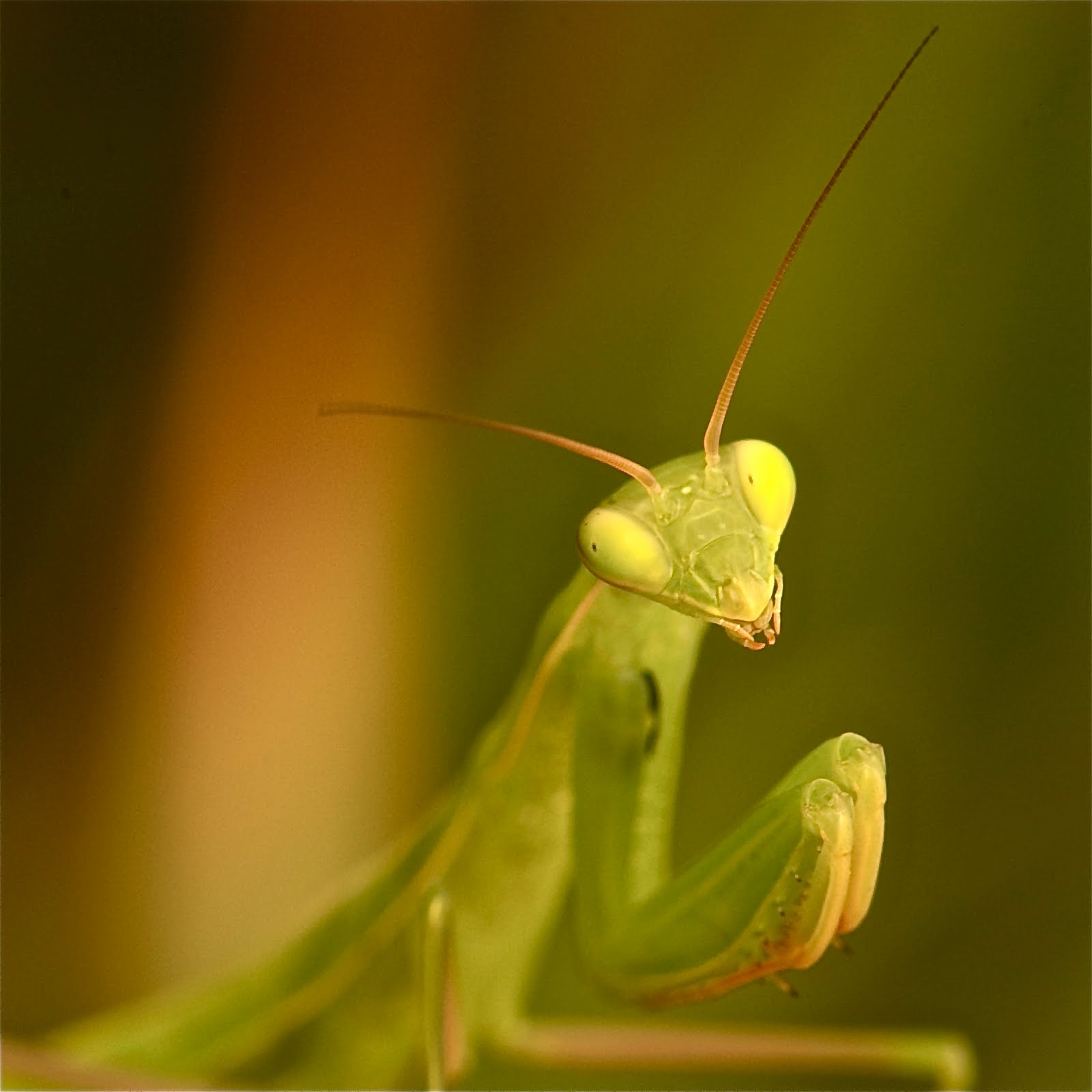 Praying Mantis