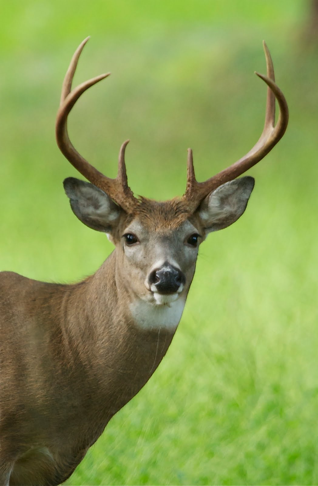 Six Point Buck at Valley Forge