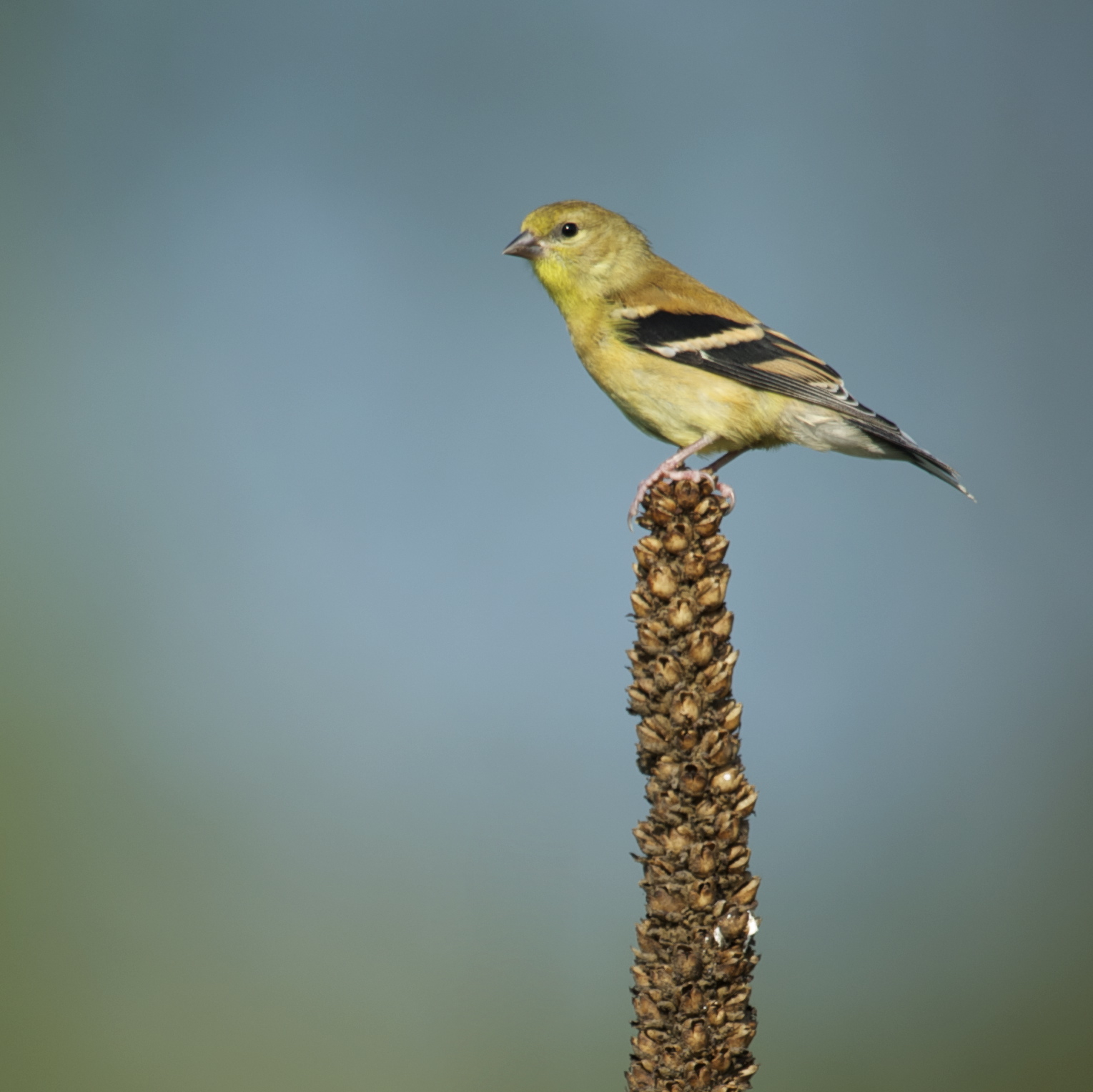 American Goldfinch on a Mullen Plant – Valley Forge