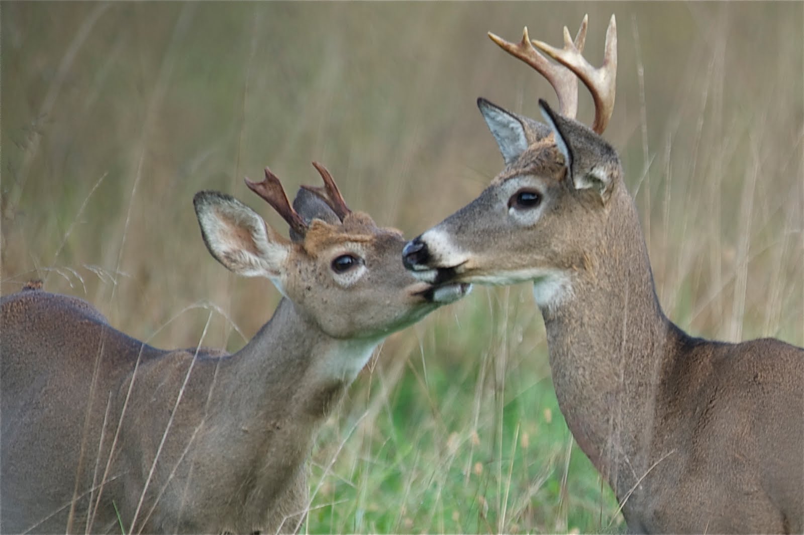 Brotherly Love at Valley Forge
