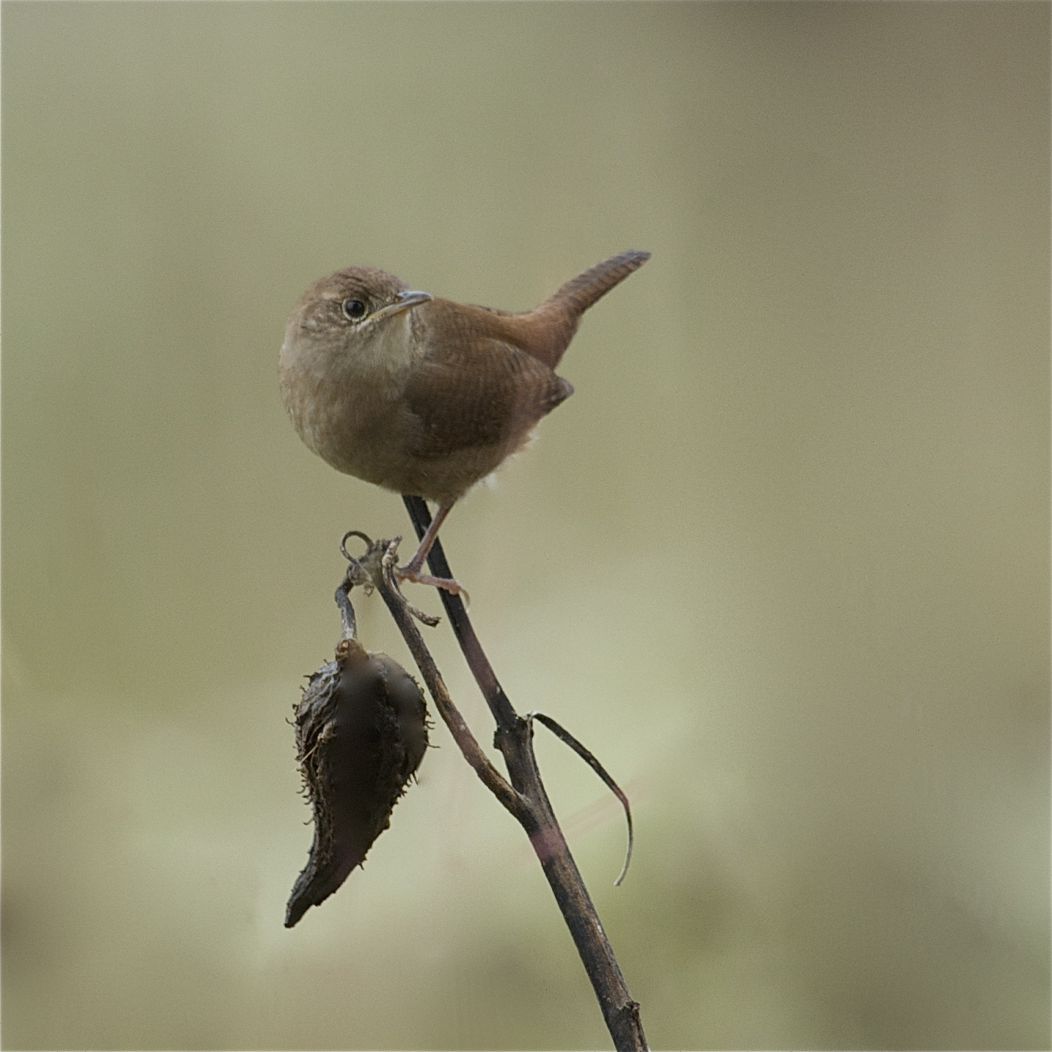 Pretty Carolina Wren