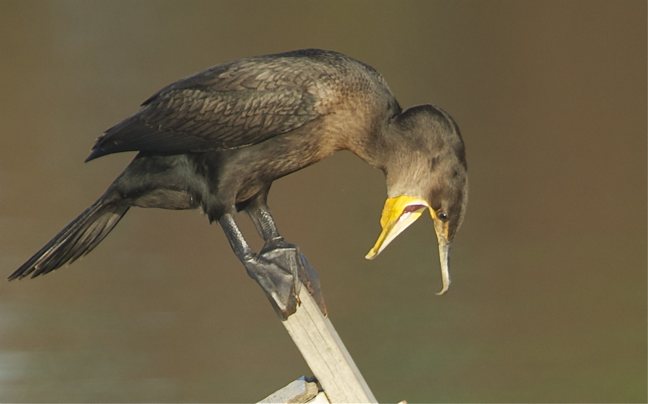 Cormorant Shocked at His Reflection