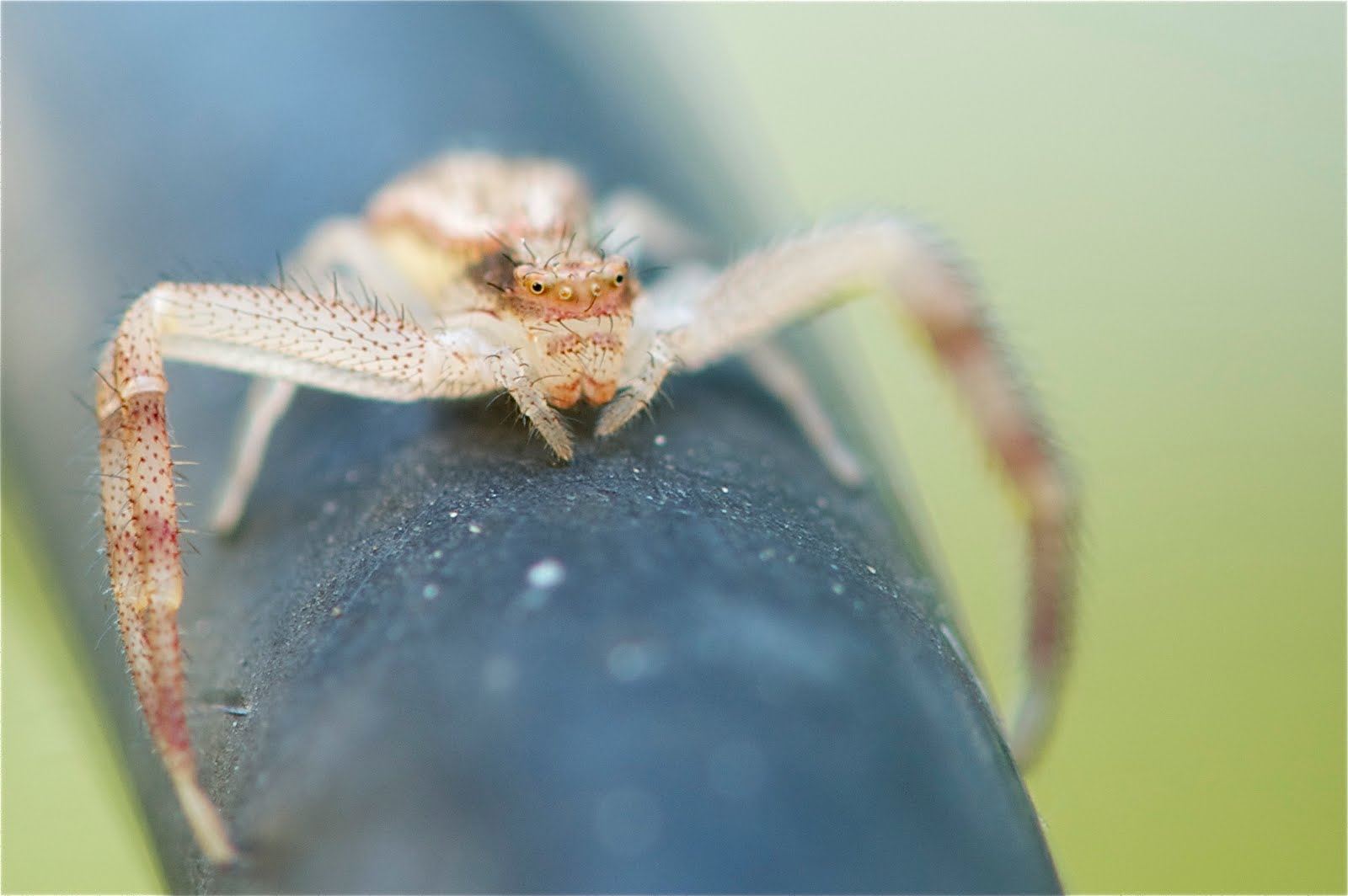 Click Twice to See the Face of this Crab Spider