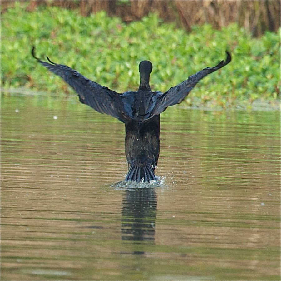 Evangelical Cormorant