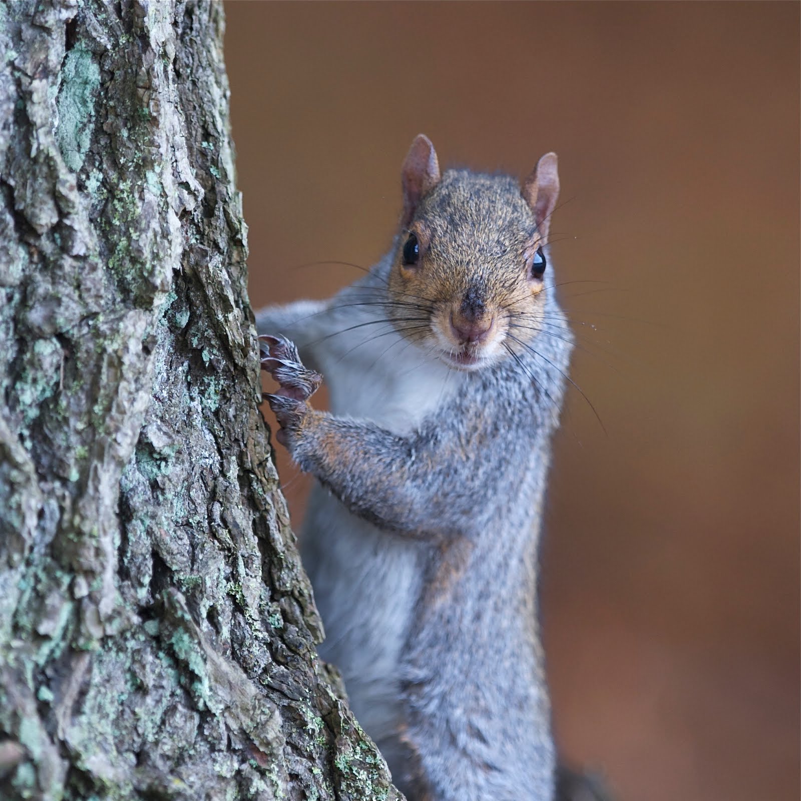 Executive Squirrel Posing During Photo Session