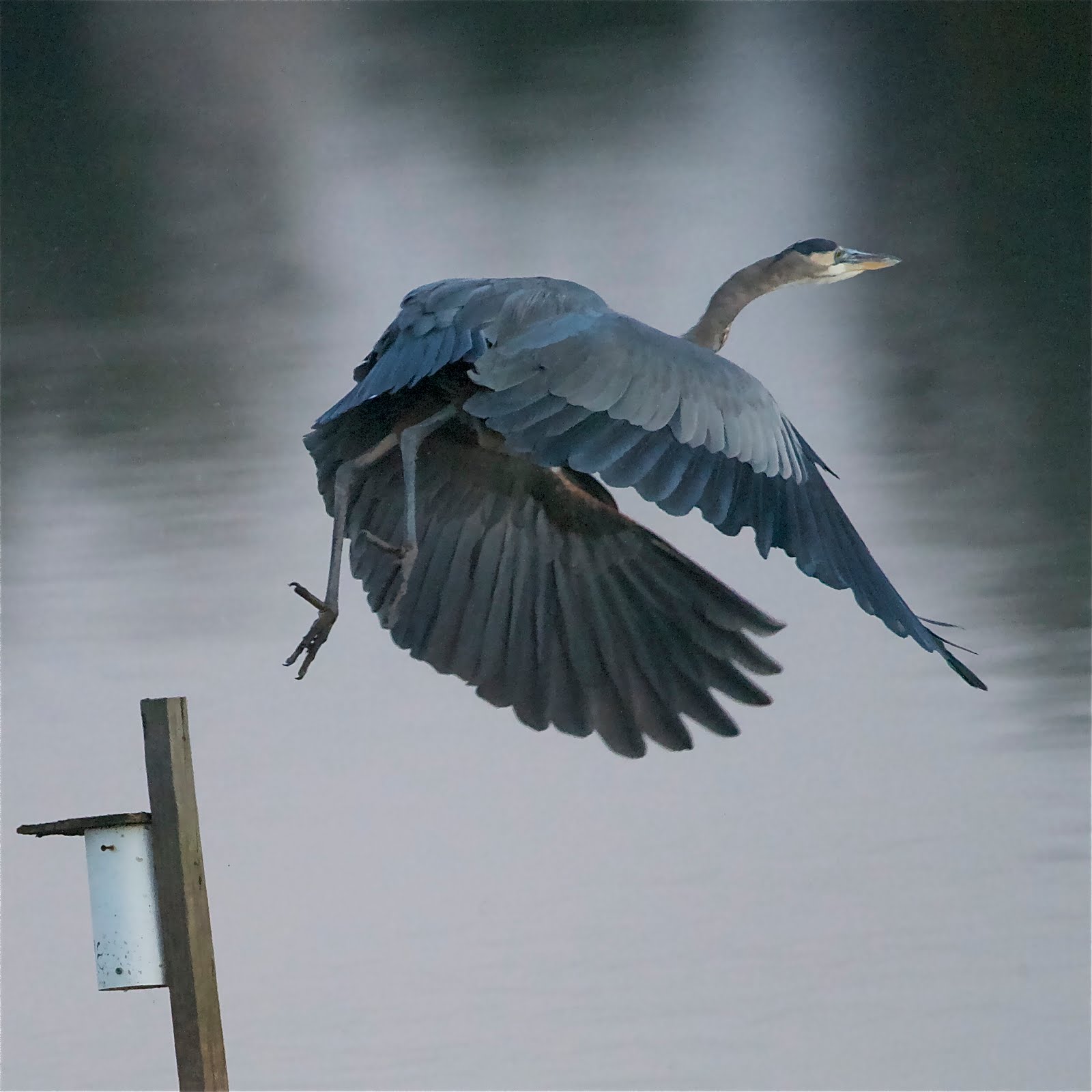Great Blue Take Off