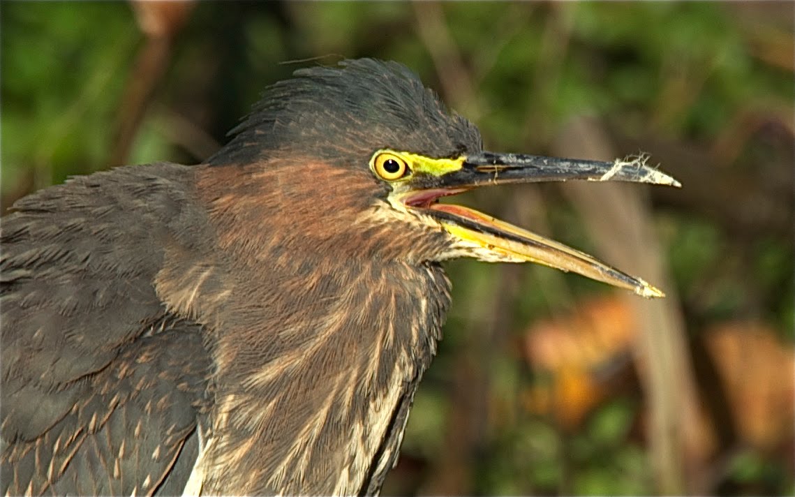 Green Heron with a Messy Beak