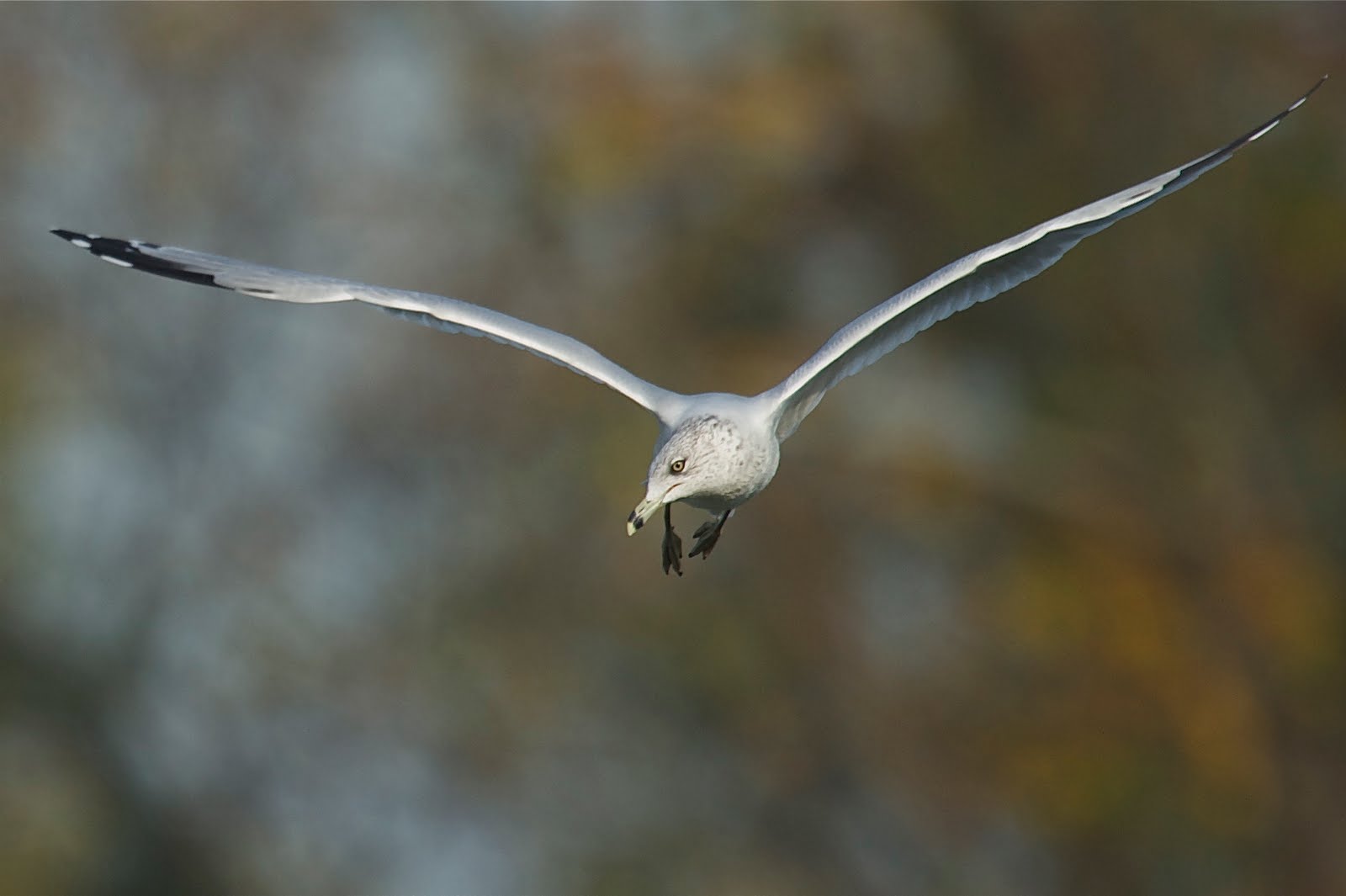 Ring Billed Gull at John Heinz National Wildlife Refuge (Click to see the glint in her eye)