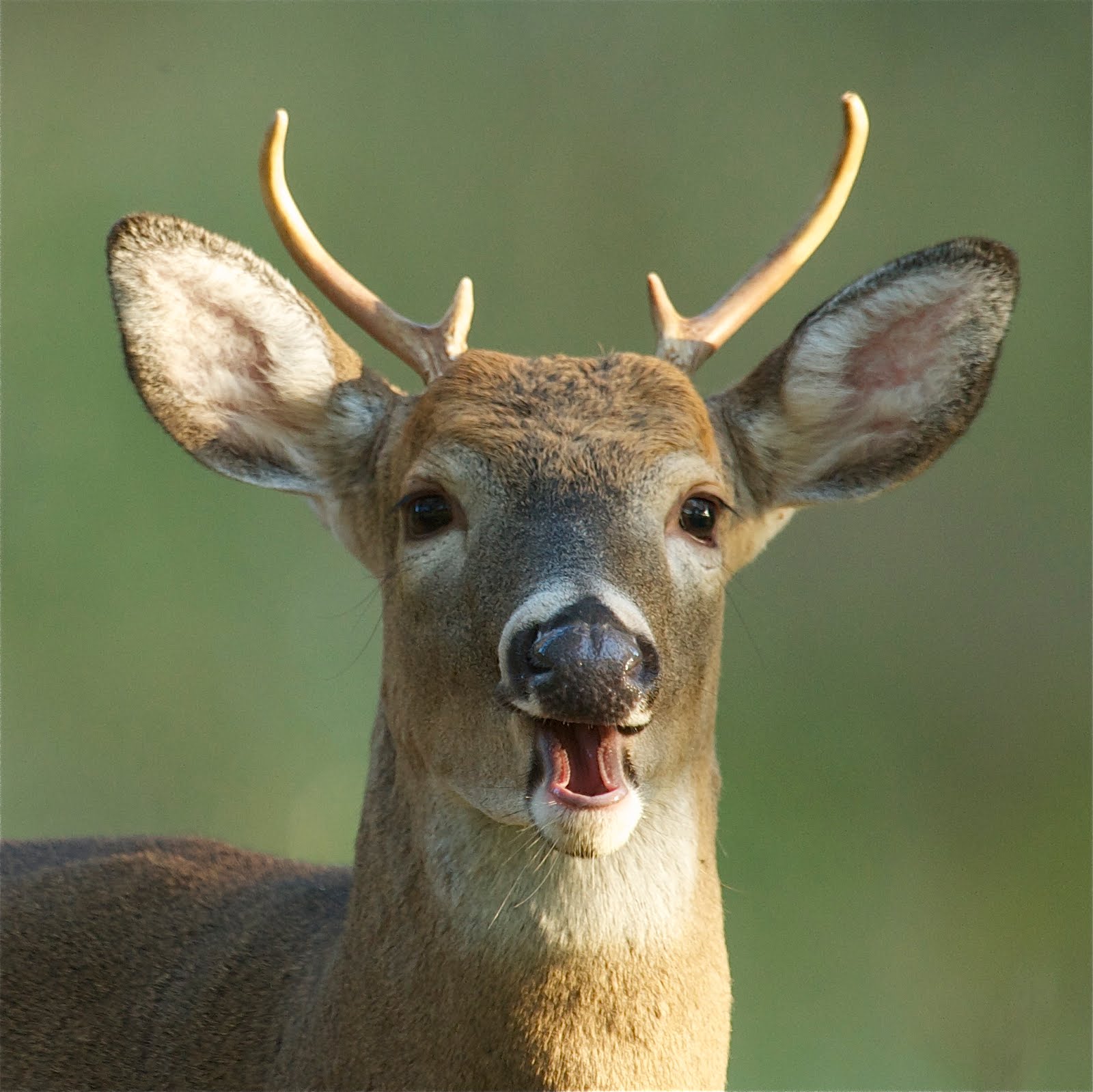 Hey, Are You Laughing at My Antlers?