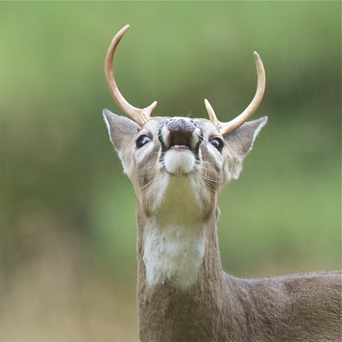 Little Buck with Itchy Nose