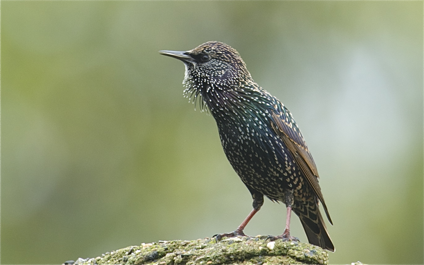 One Beautiful Starling