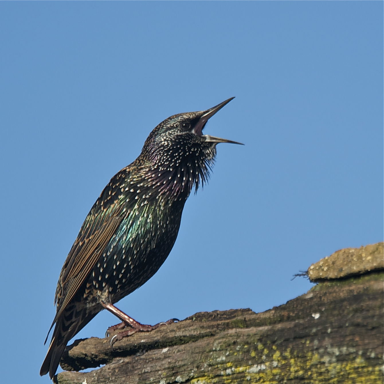Calling All Starlings
