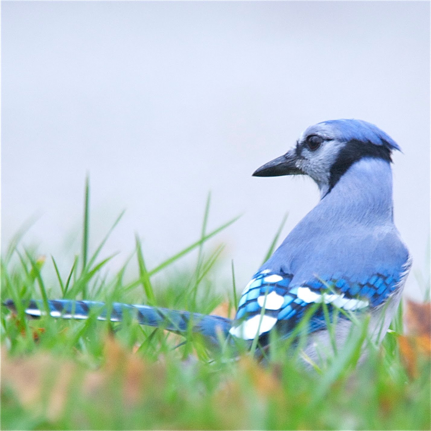 Bluejay in the Grass