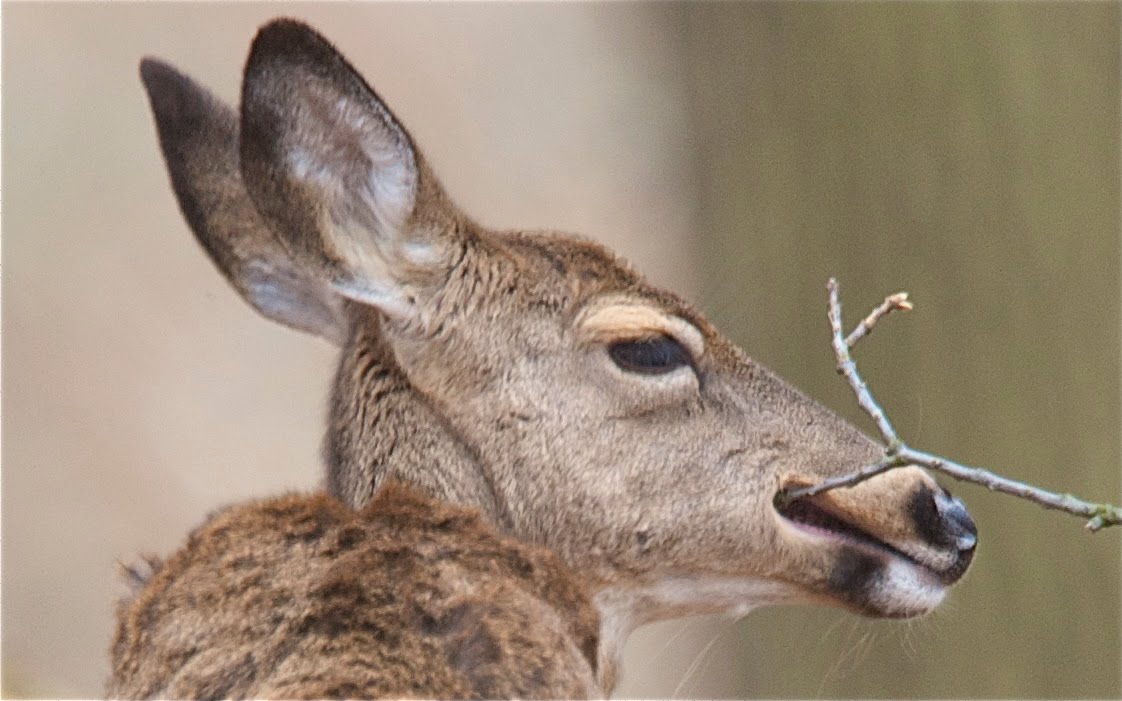 Deer Flossing (Click To See Floss Application)