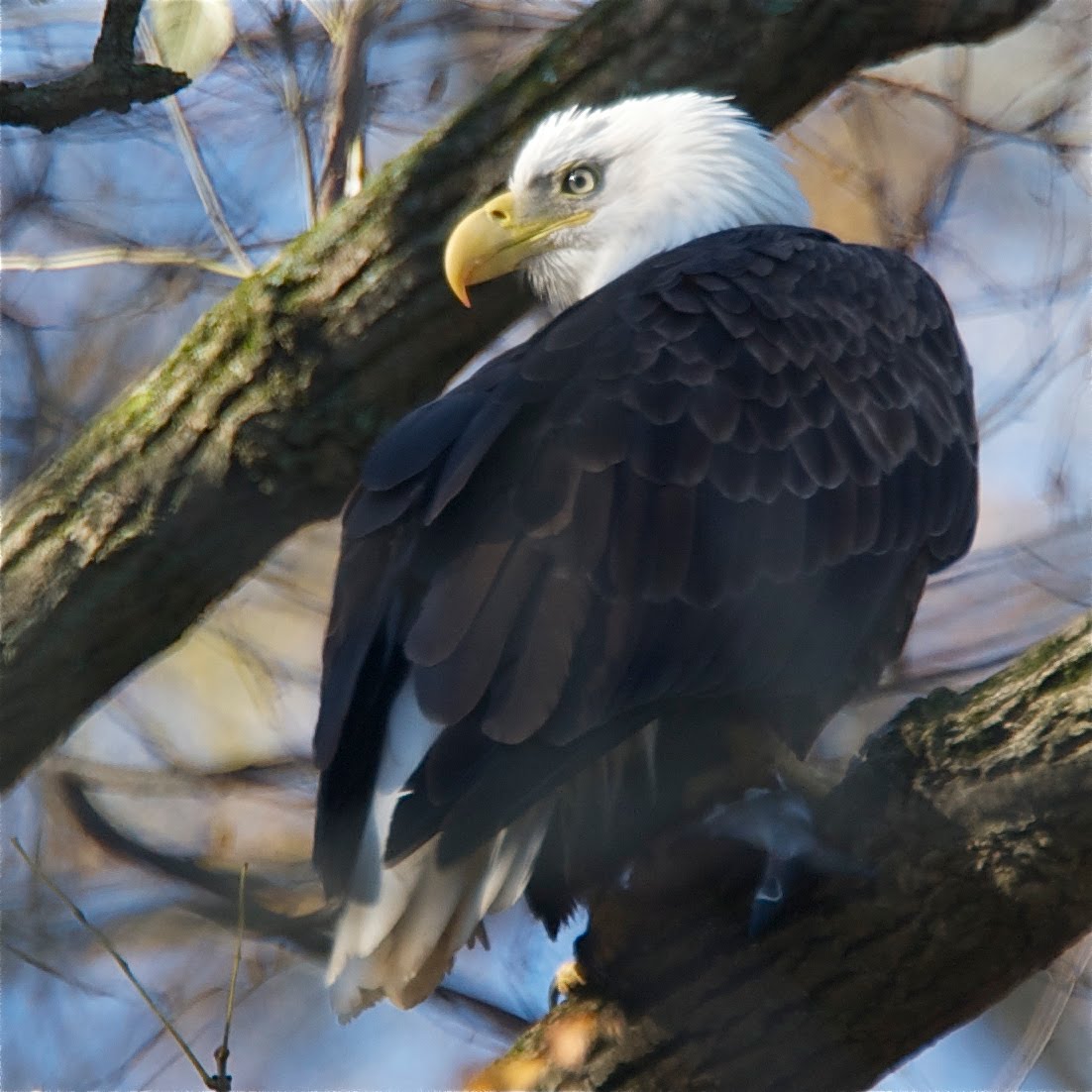 Eagles at Conowingo Dam