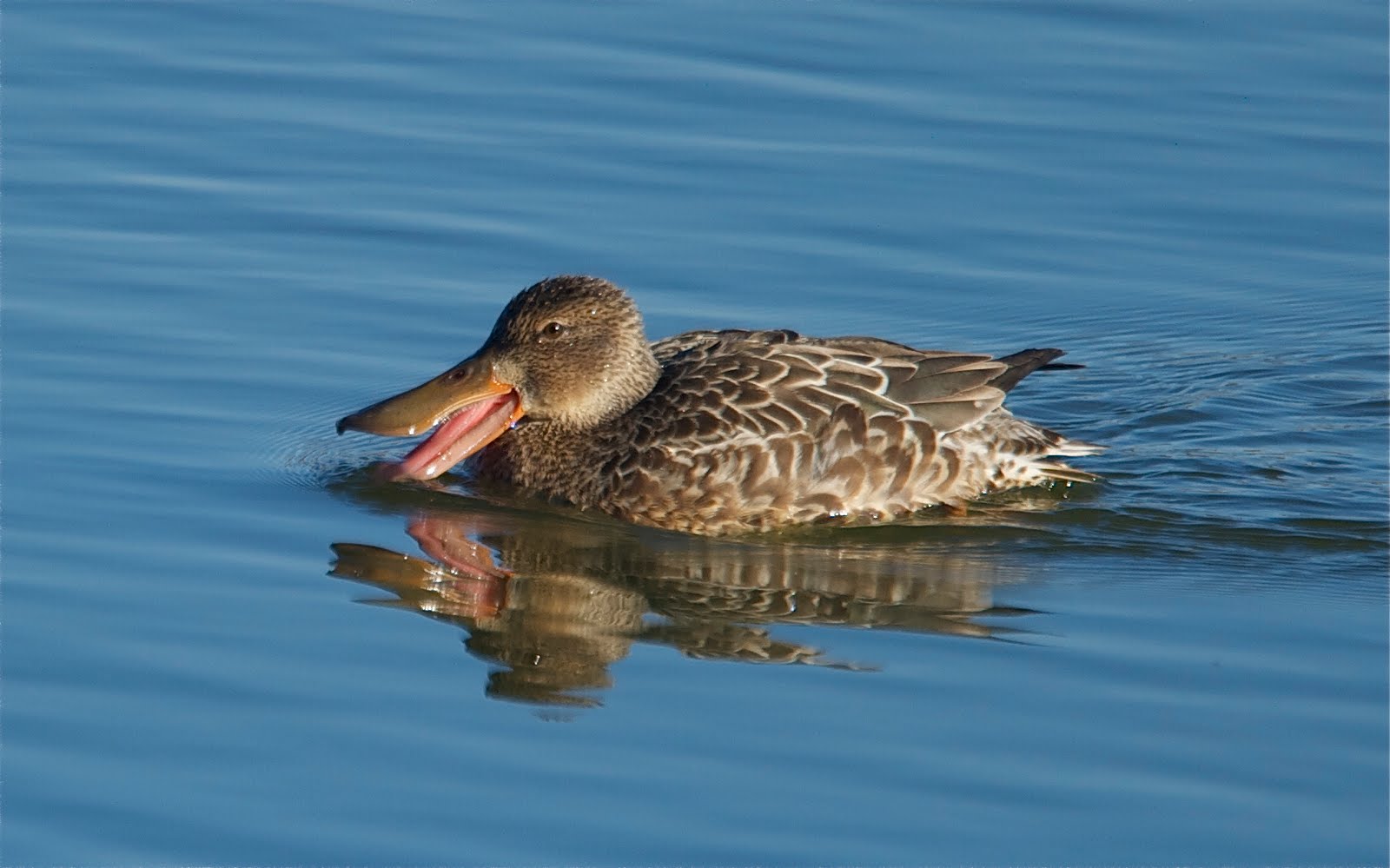 Female Shoveler Duck with a Big Tongue (Click to See How Really Big that Tongue Is!)