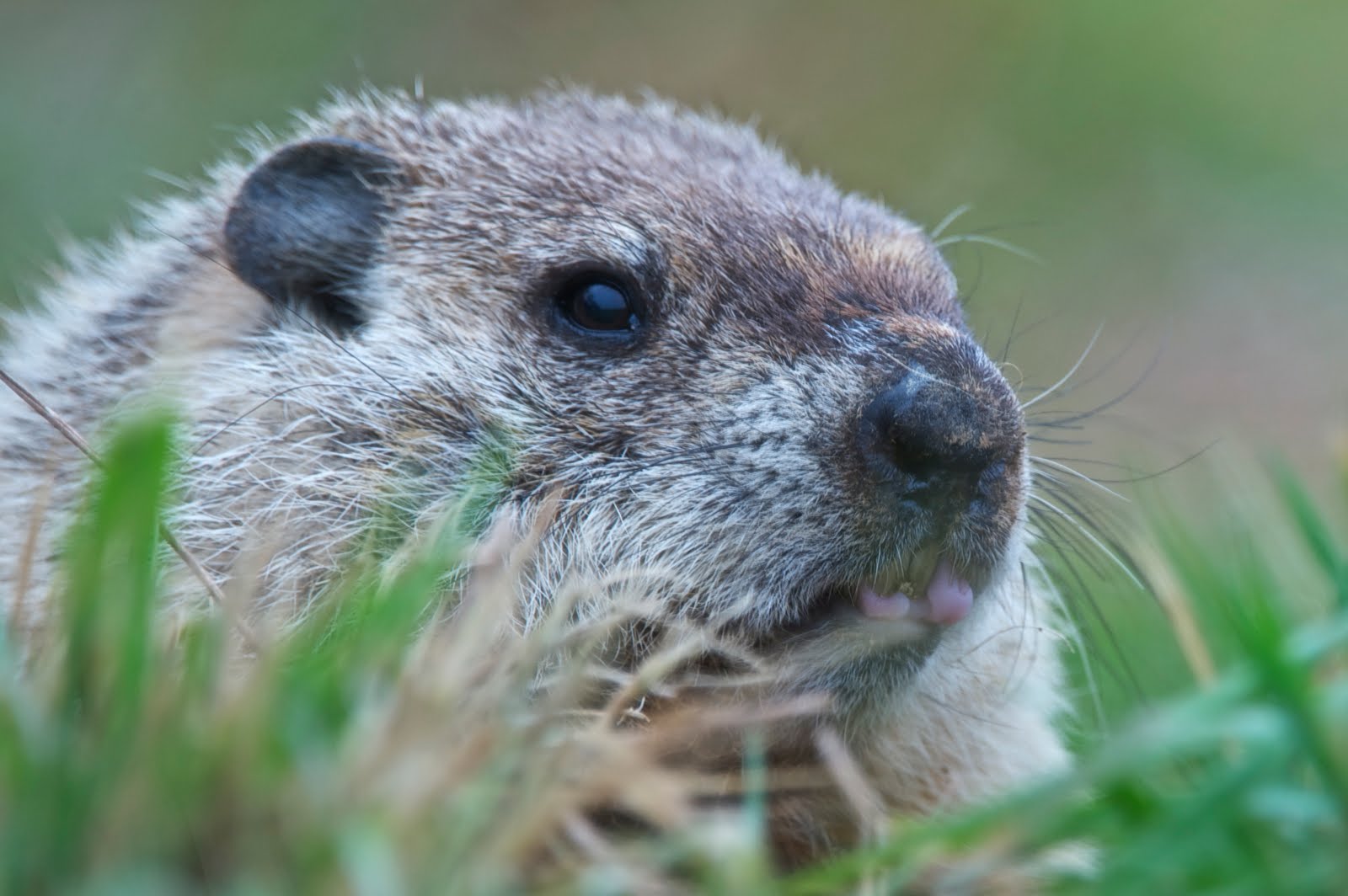 Groundhog Biting Her Tongue (Click for a Closer Look.)