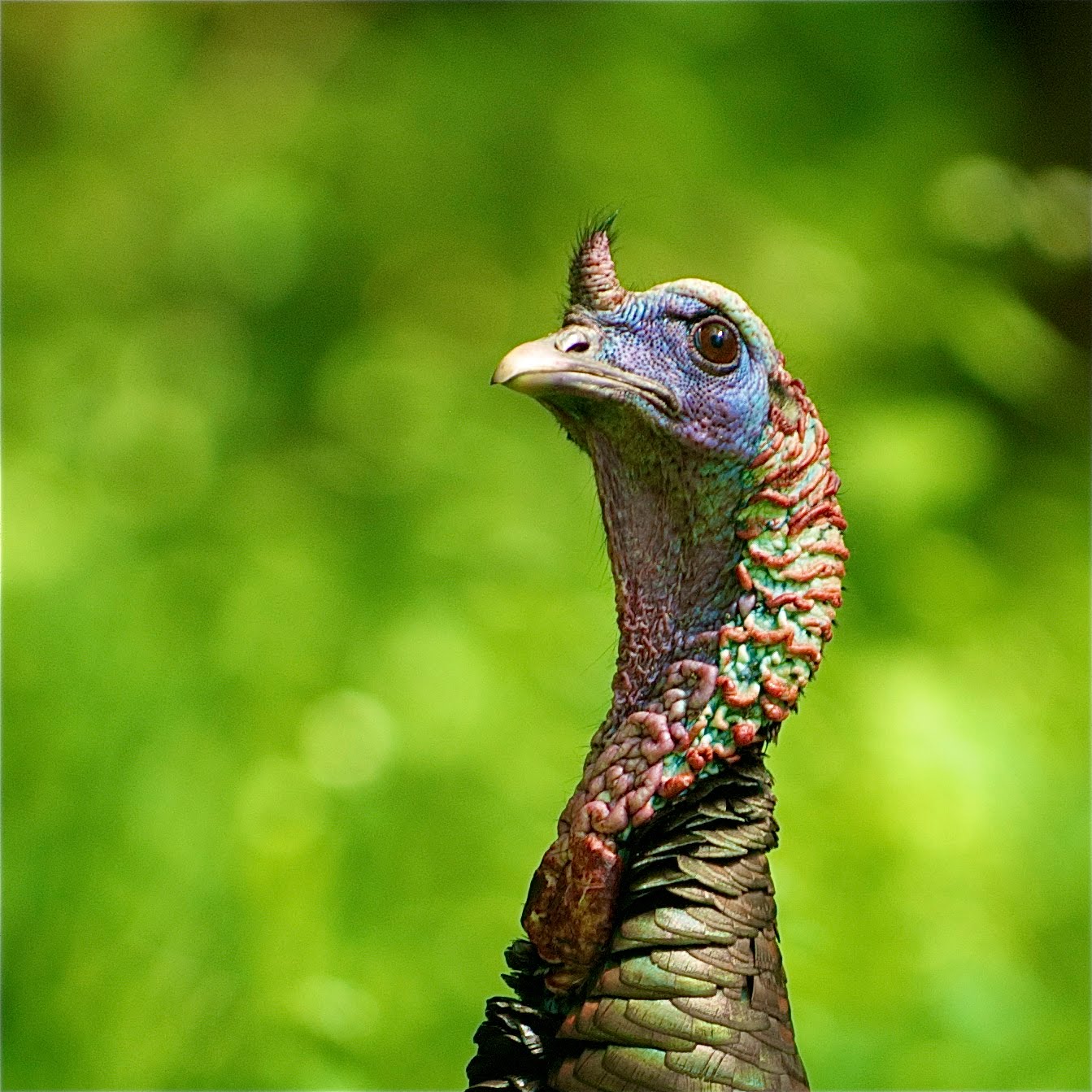 Happy Turkey Day from One Who Got Away