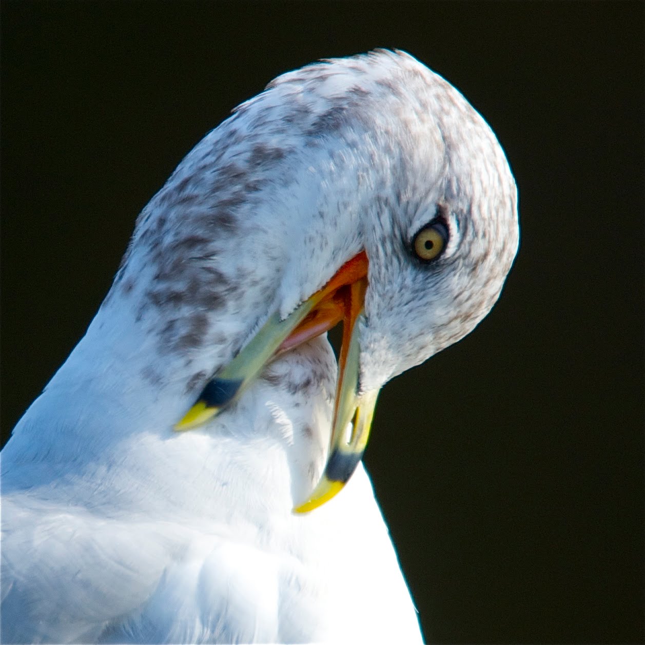 Ring Billed Seagull