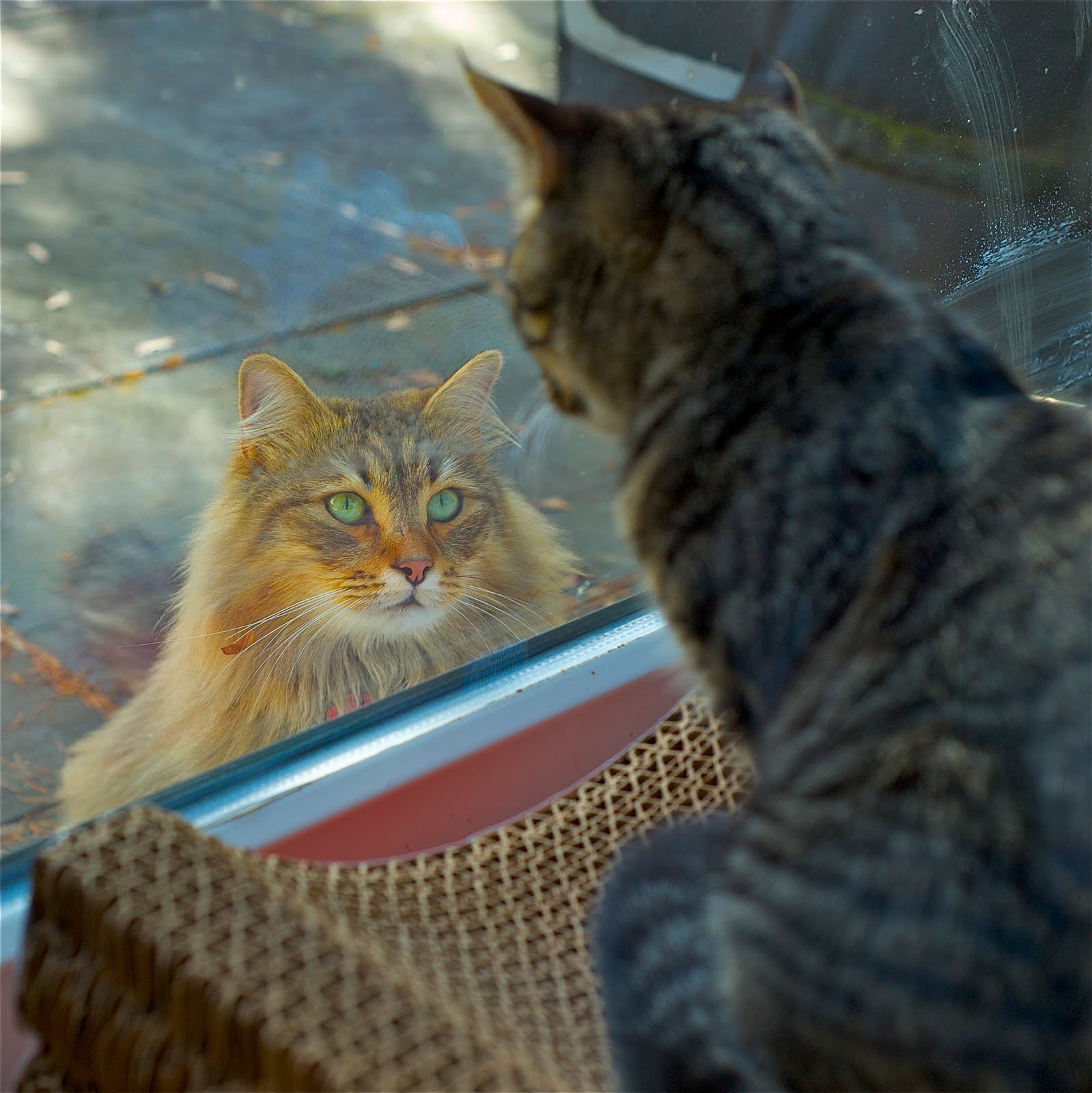 Tinsel Left Out In The Cold