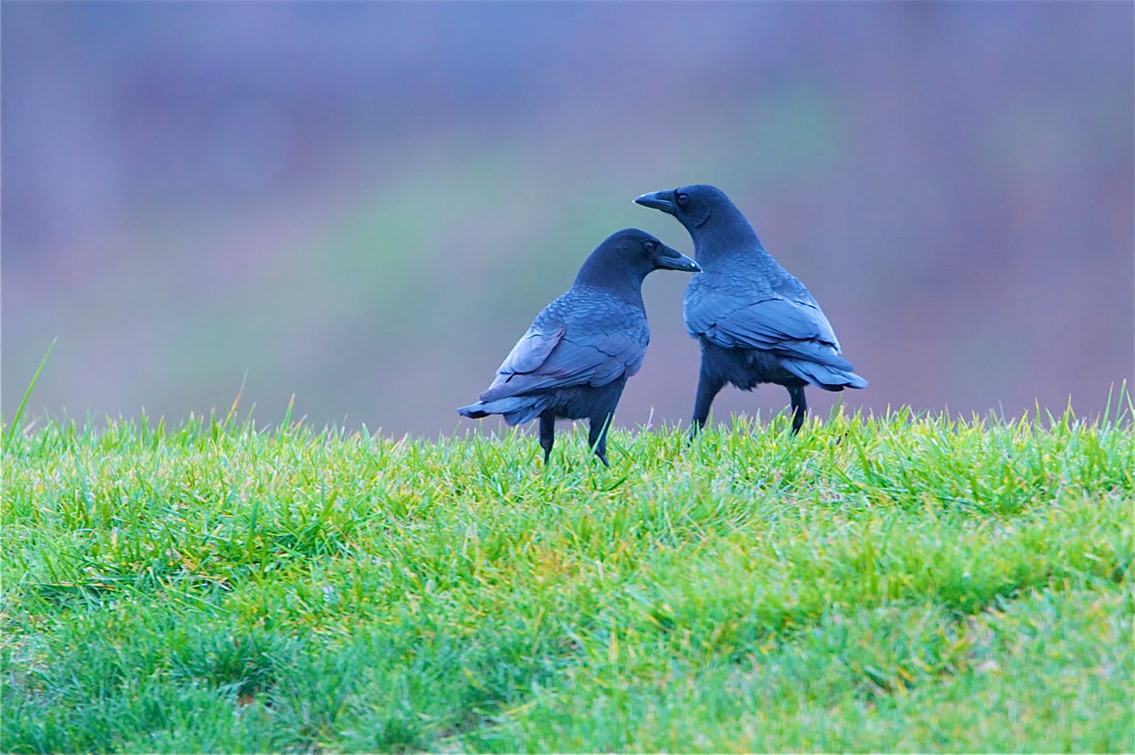 Blackbirds in the Grass
