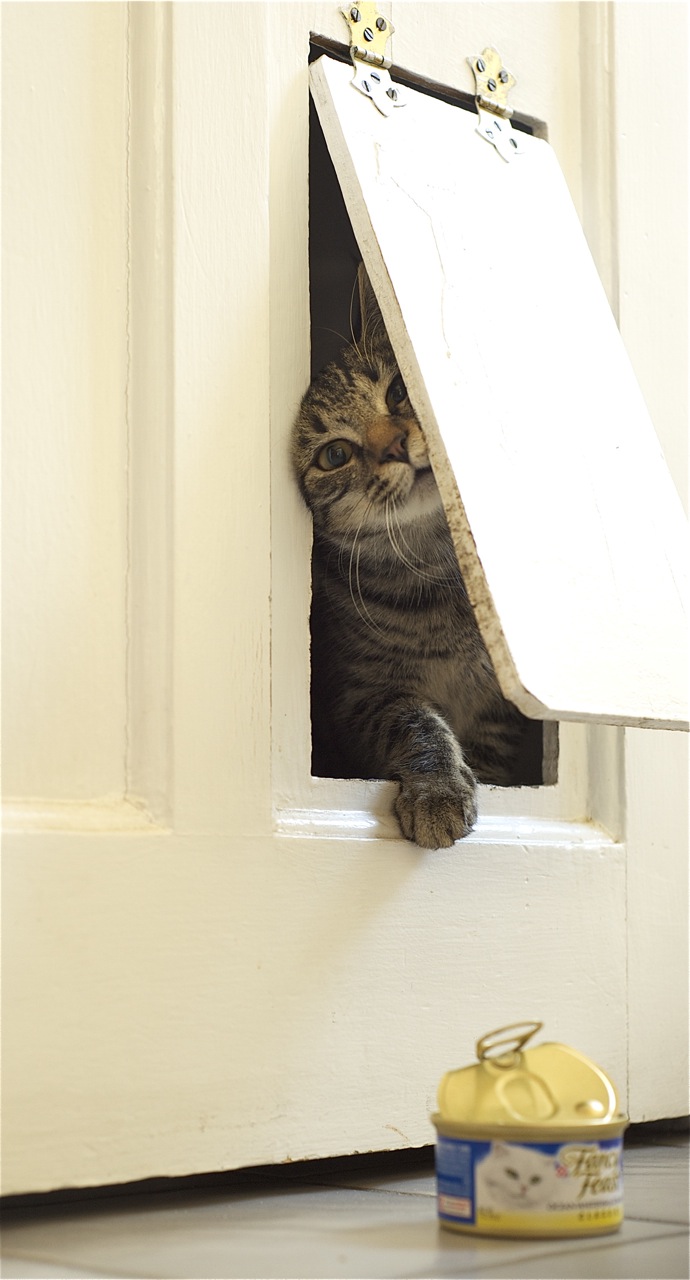 Cat Door Training