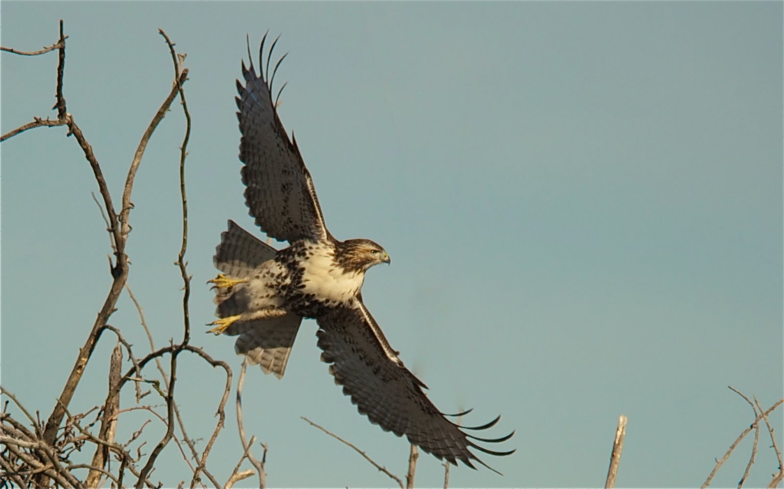 Coopers Hawk Take Off (Click for a Better View)