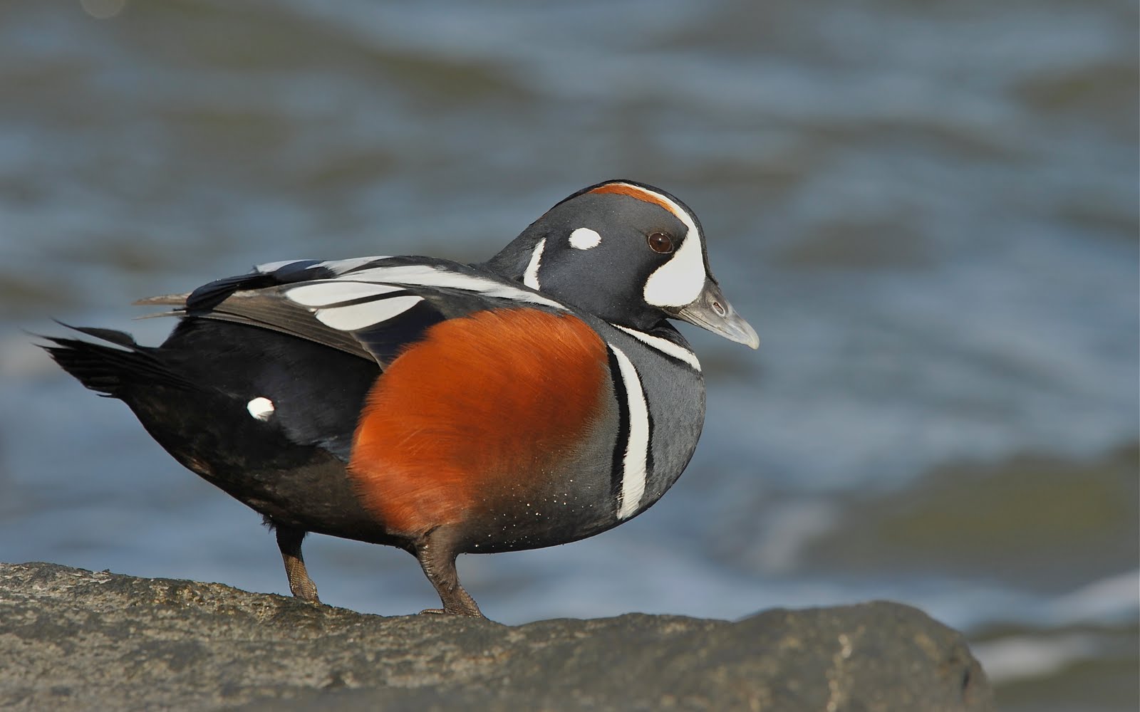 Harlequin Drake at Barneget Jetty