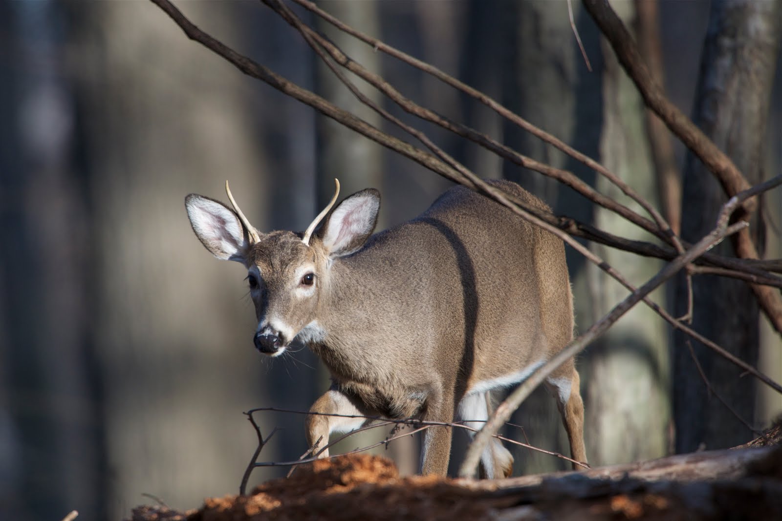Little Buck in the Woods at Valley Forge