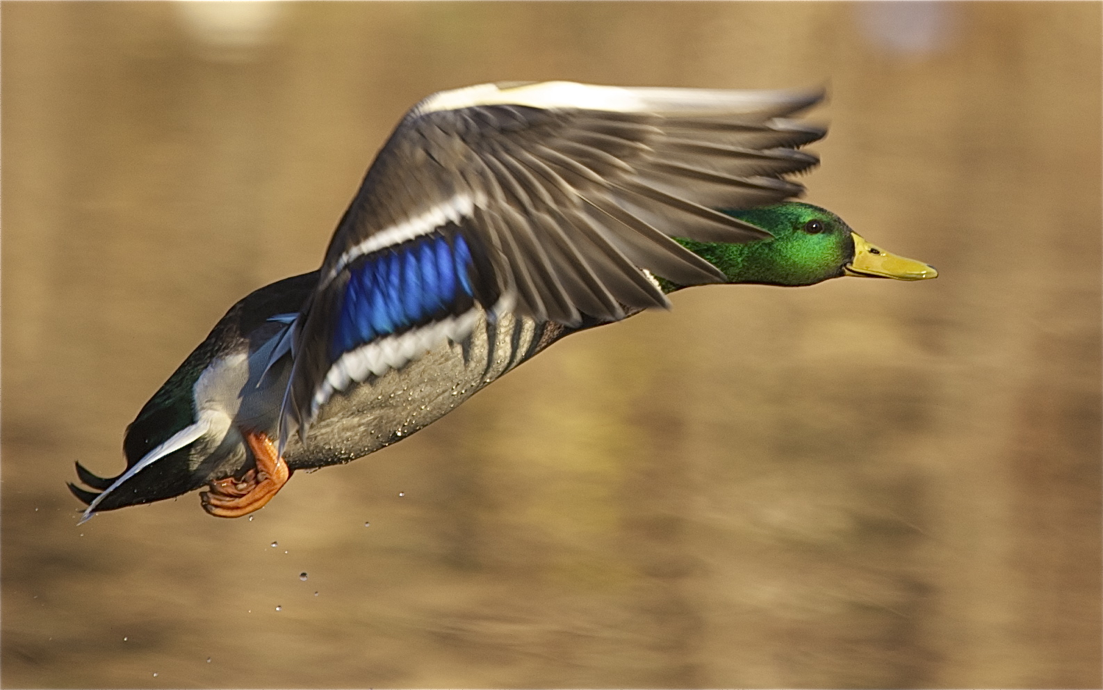 Mallard in Flight (Click to Get a Good Look into His Eye.)