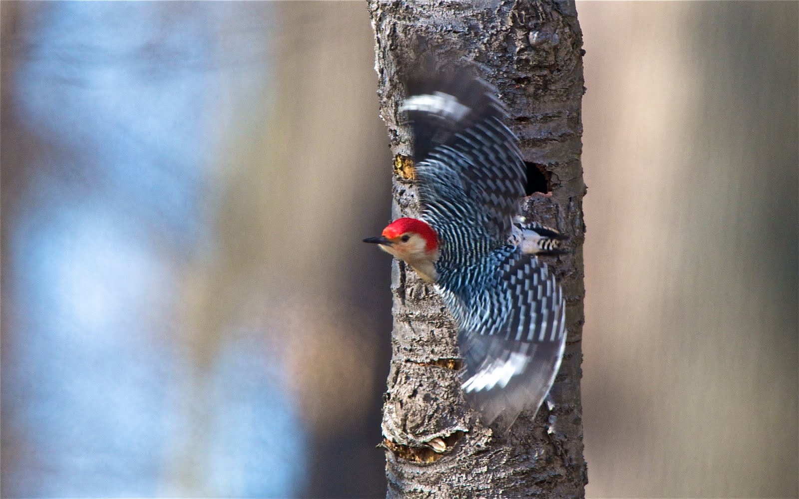 Click to See the Red Belly Woodpecker Take Off