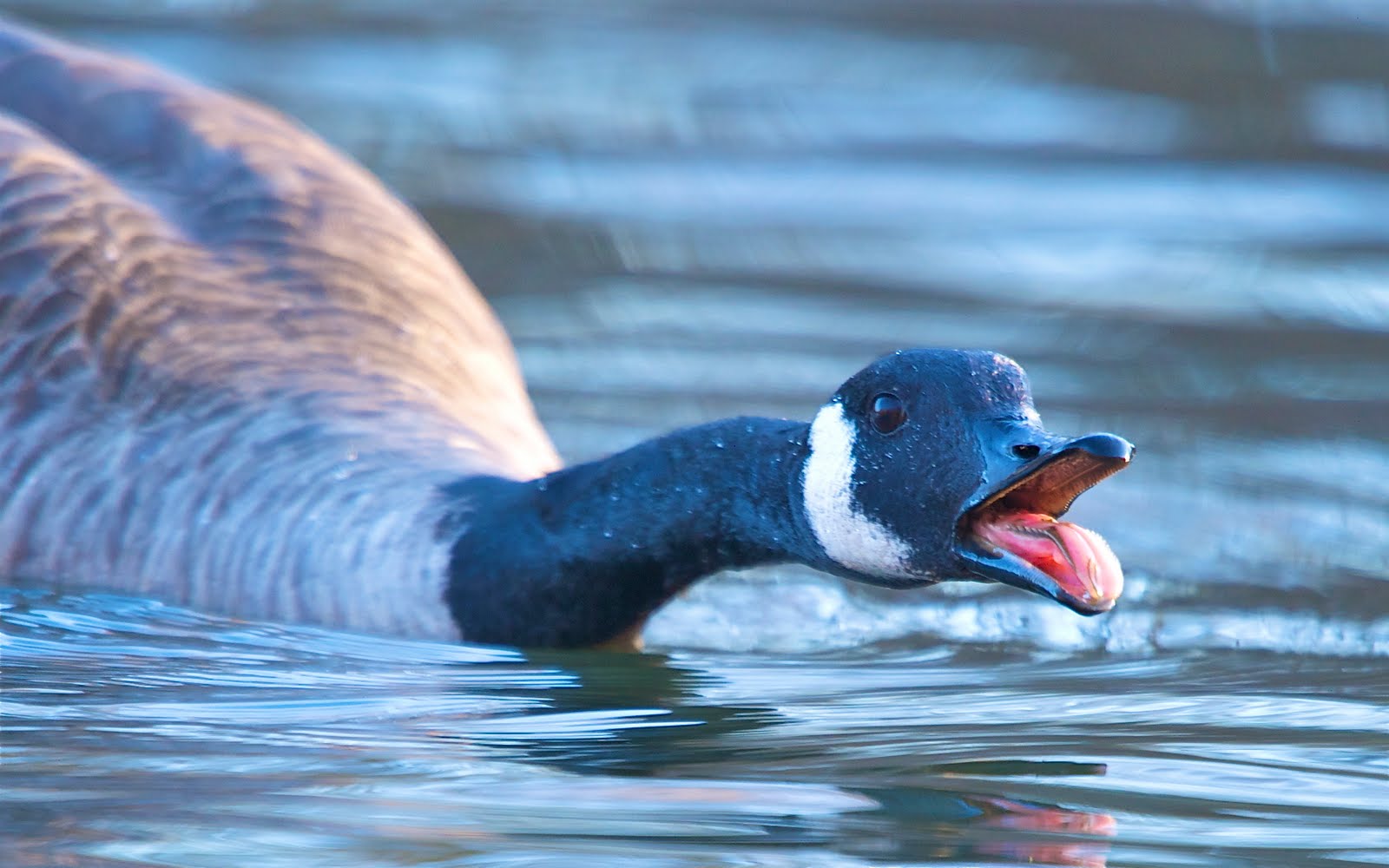 Goose Tongue