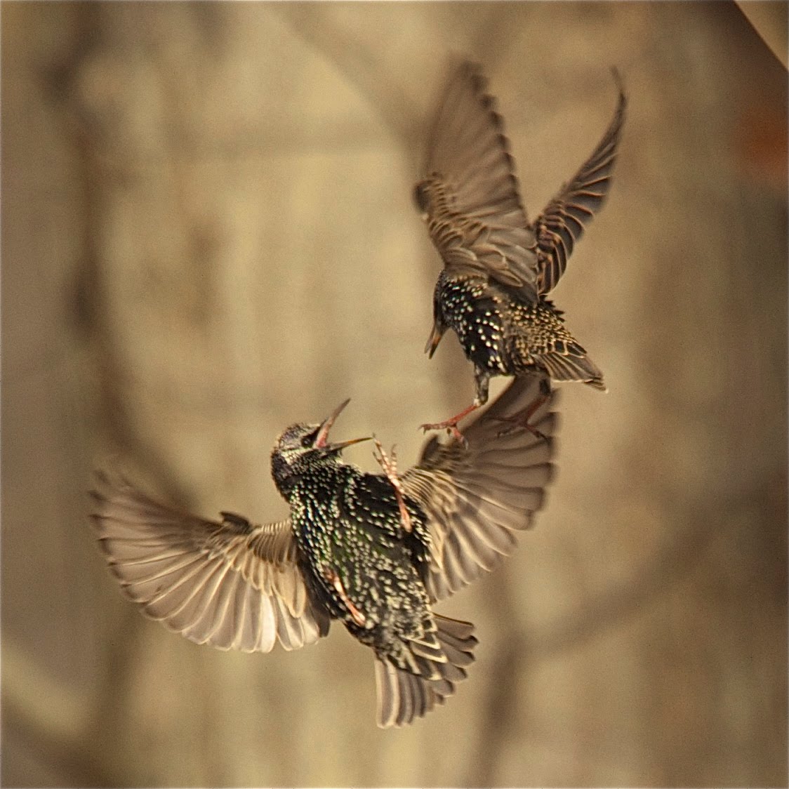 Fighting Starlings