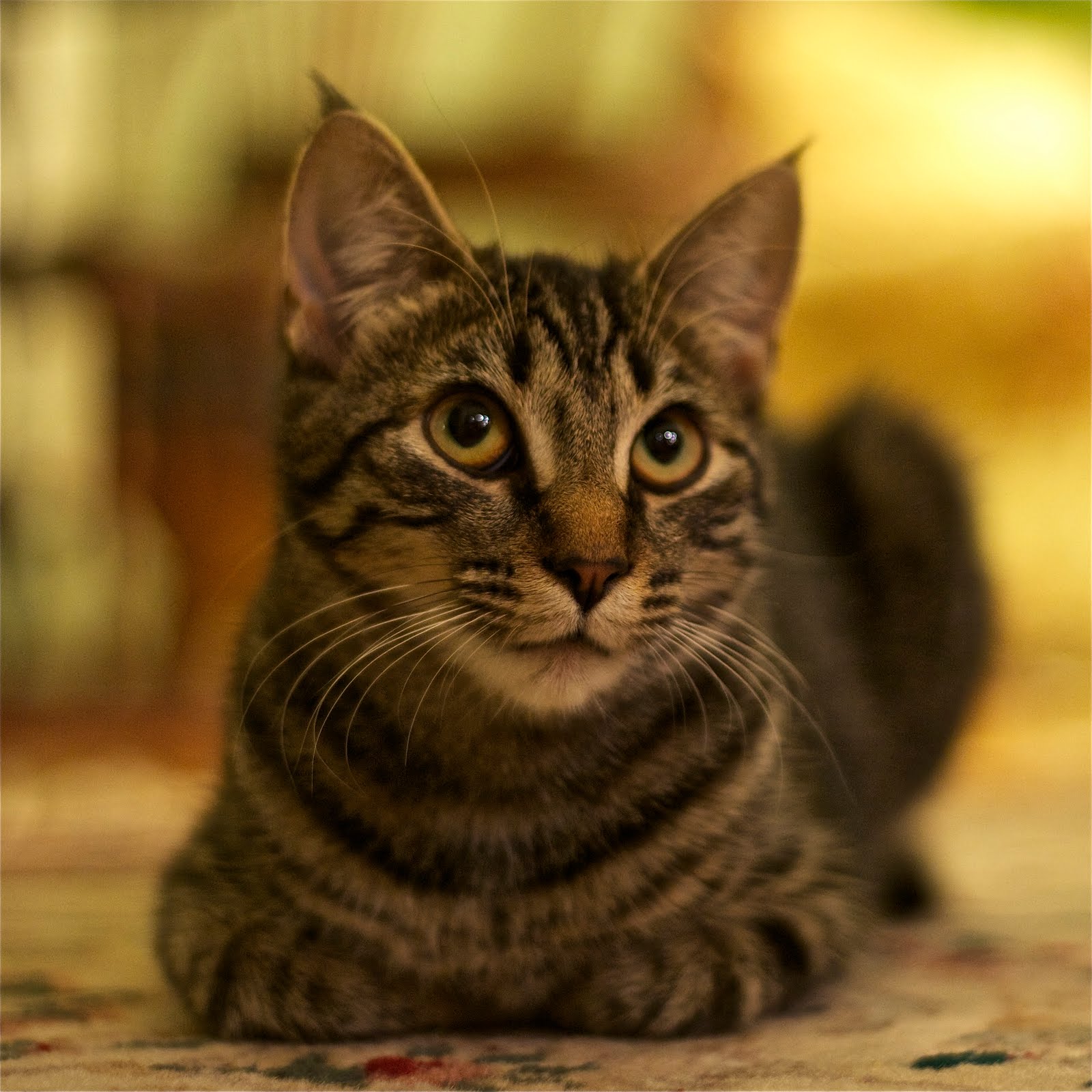 Toto with my New Camera