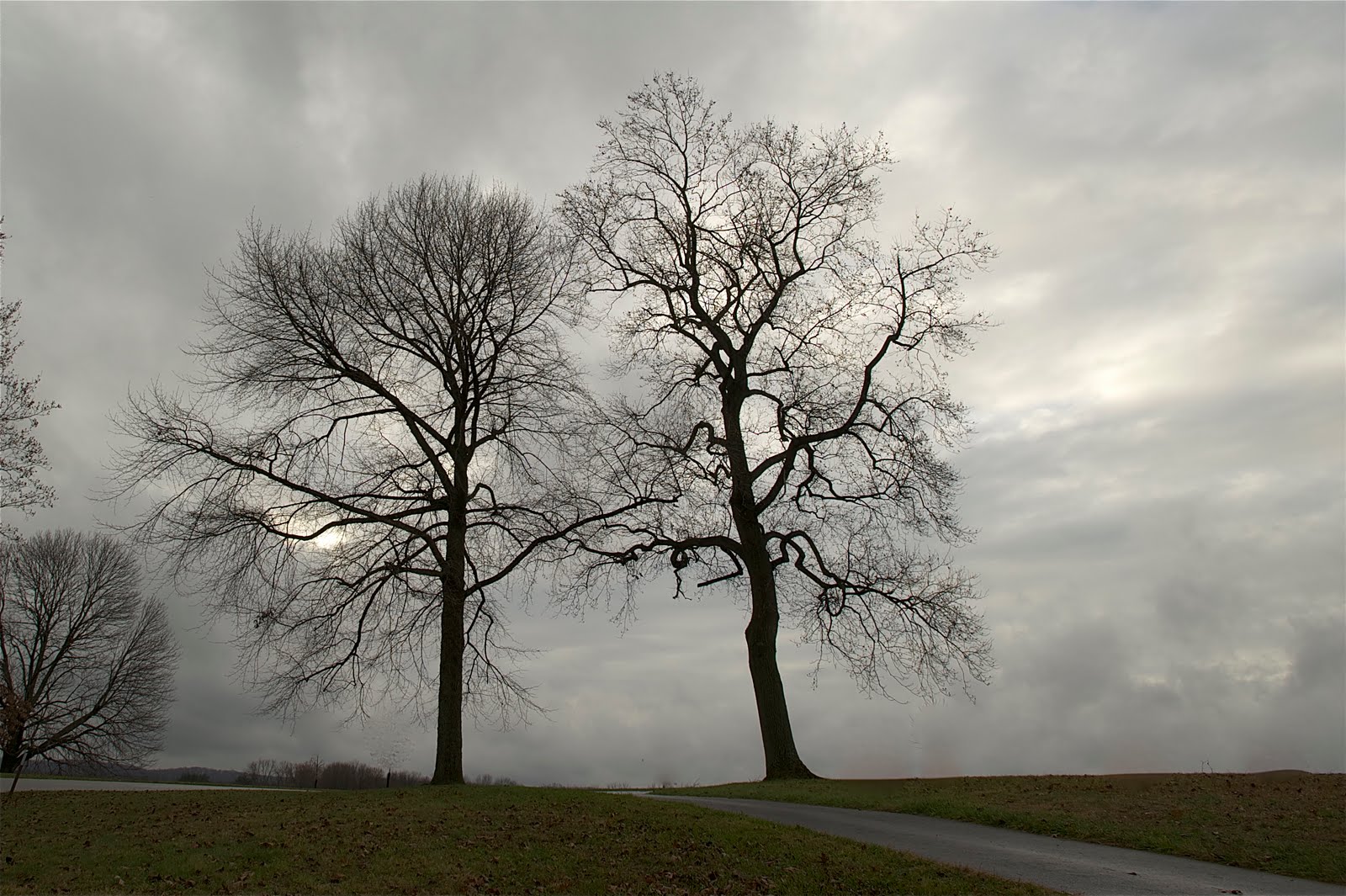 Trees Holding Hands in Valley Forge