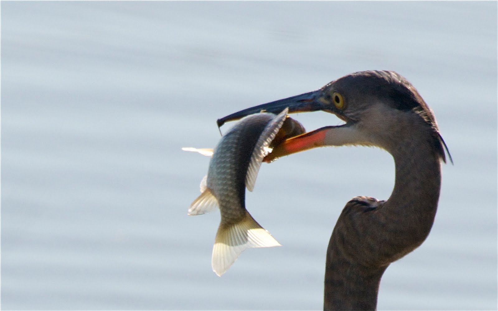 Big Fish – Little Heron
