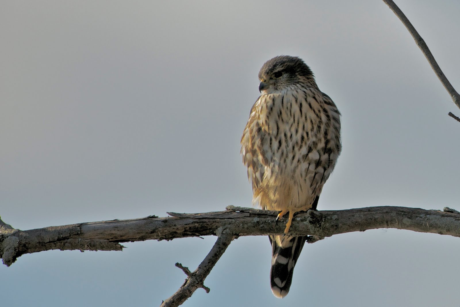Merlin Falcon at John Heinz