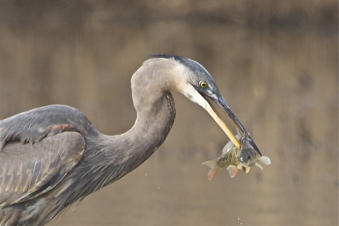 Click Heron for “Deja Vu”